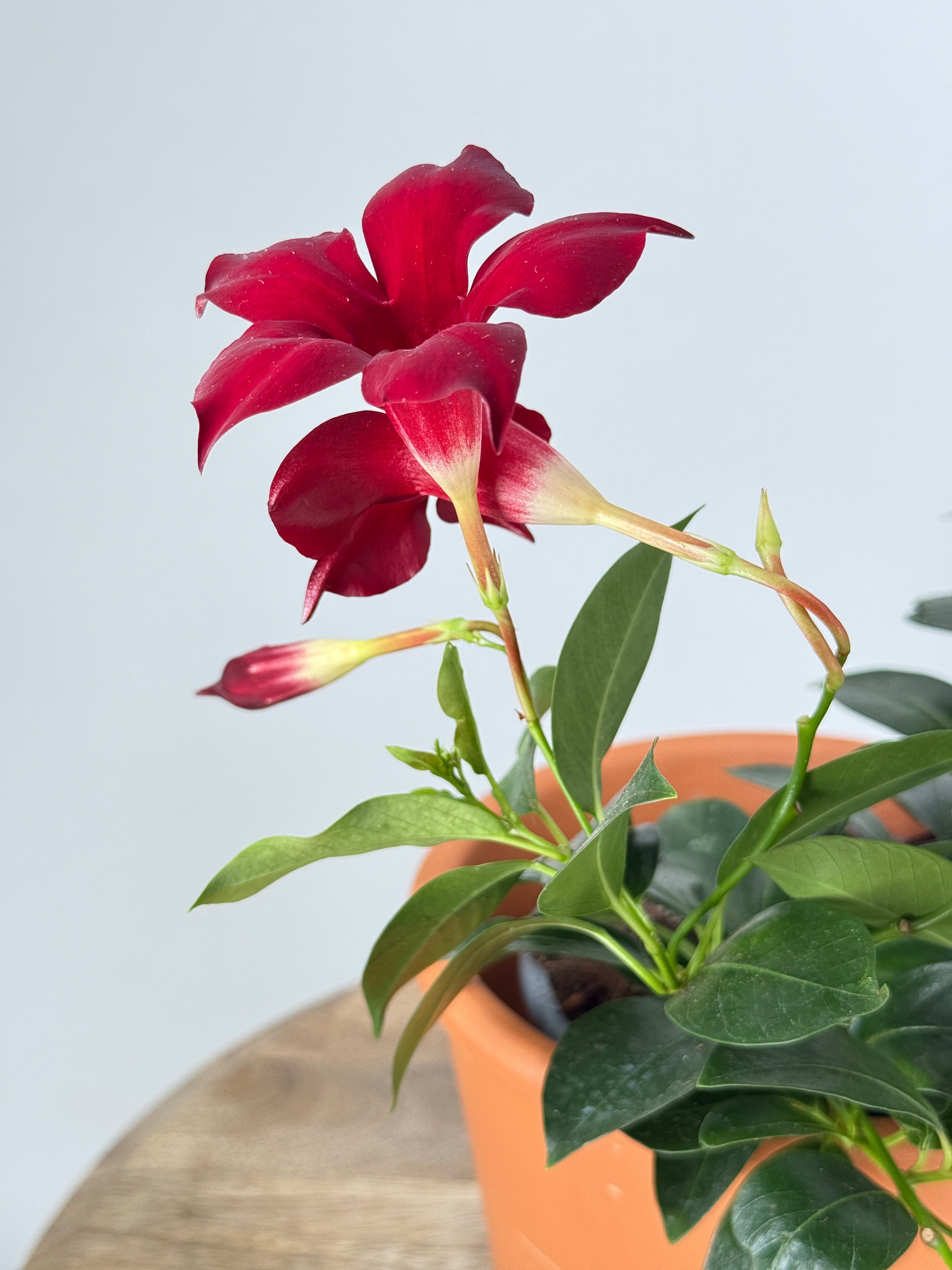 DIPLADENIA M13