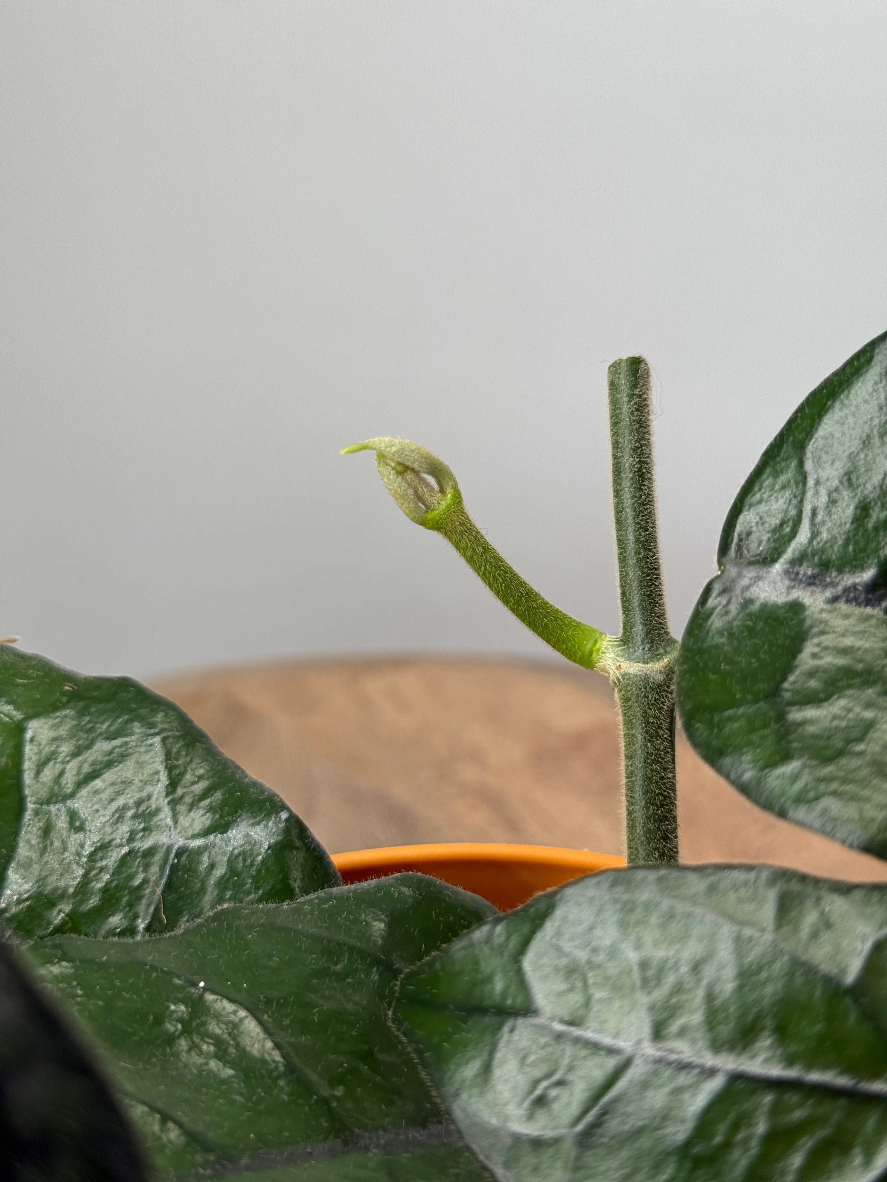 HOYA VILLOSA P12