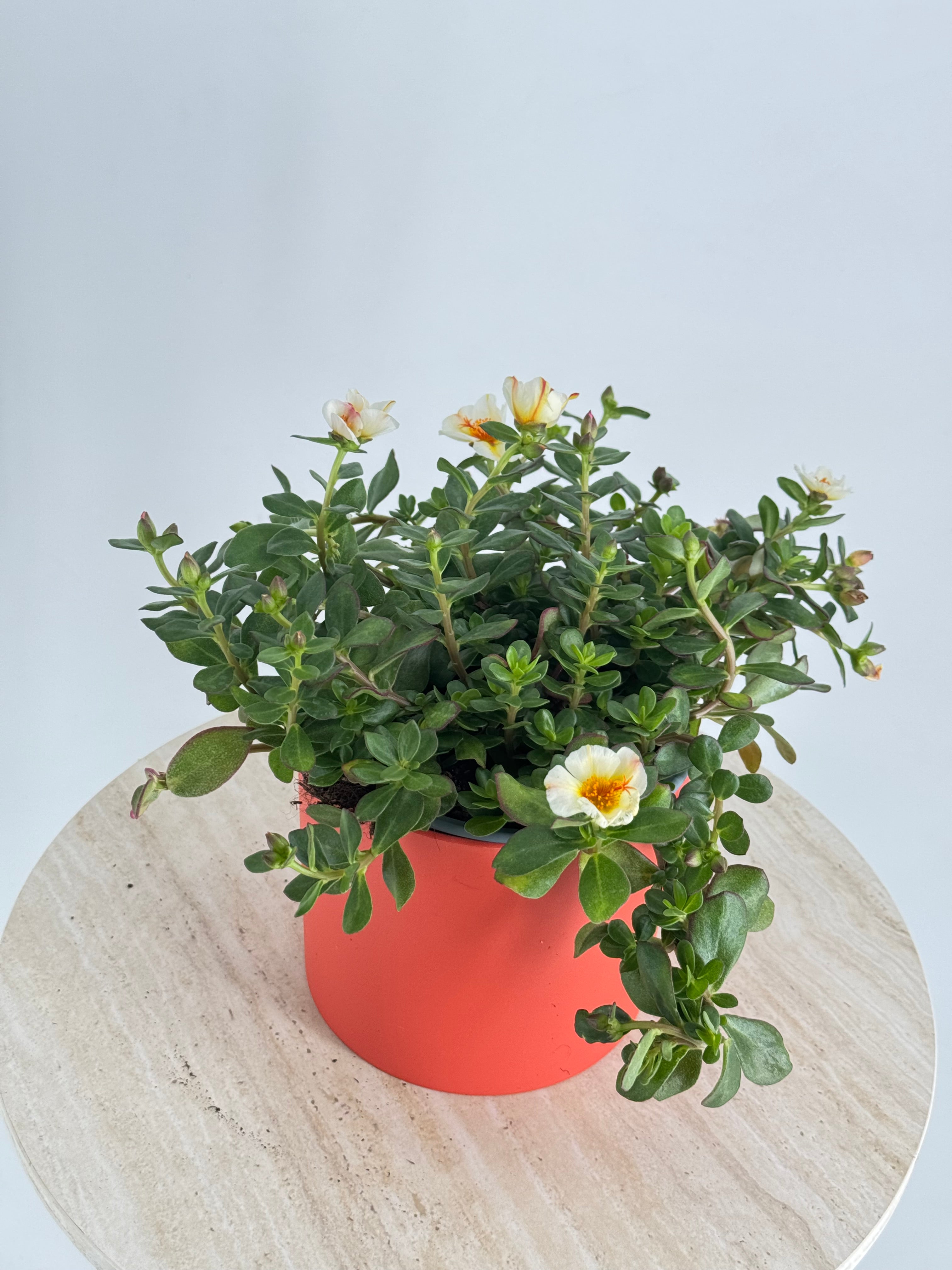 PORTULACA GRANDIFLORA M13