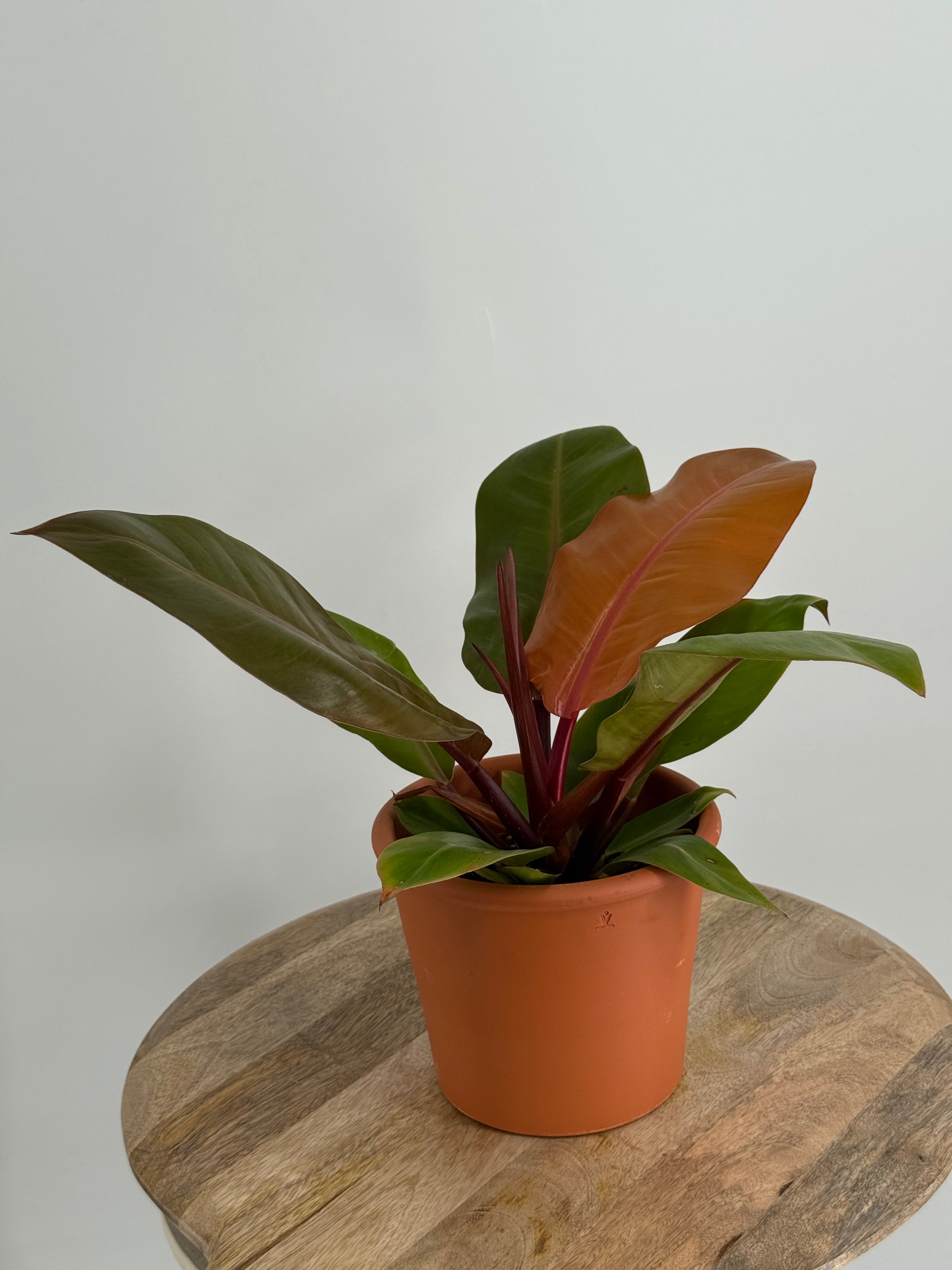 PHILODENDRON PRINCE OF ORANGE M12