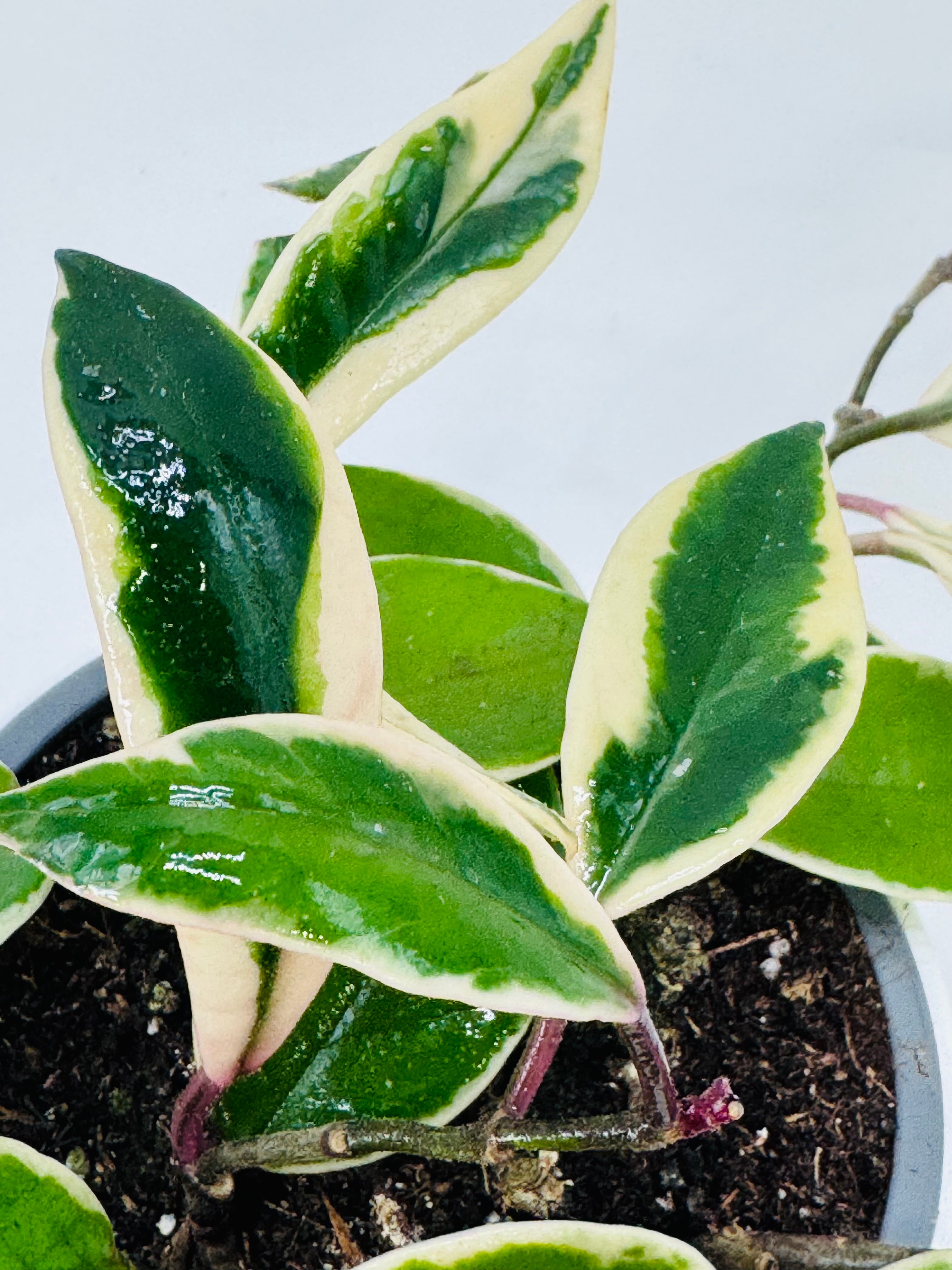 Hoya Flamingo Dream M12 con hojas variegadas en tonos verde oscuro, crema y rosado, en maceta.