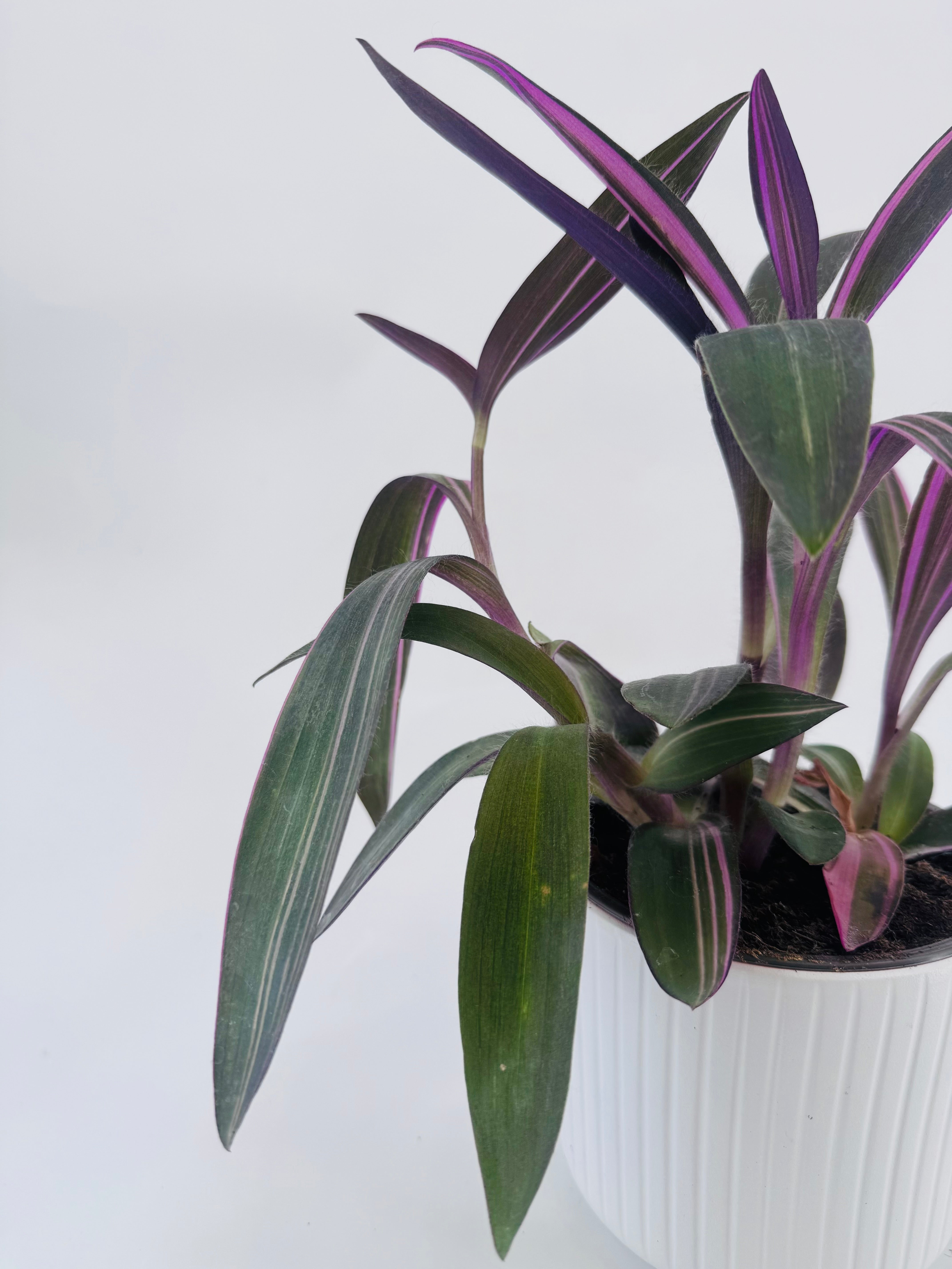 Tradescantia 'Pink Paradise' M10.5 con hojas vibrantes en tonos rosa, púrpura y verde en maceta blanca.