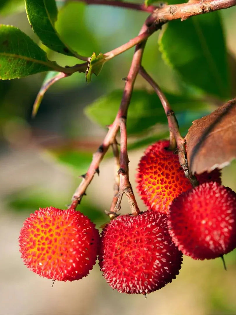 ARBUTUS UNEDO 3L TUBO