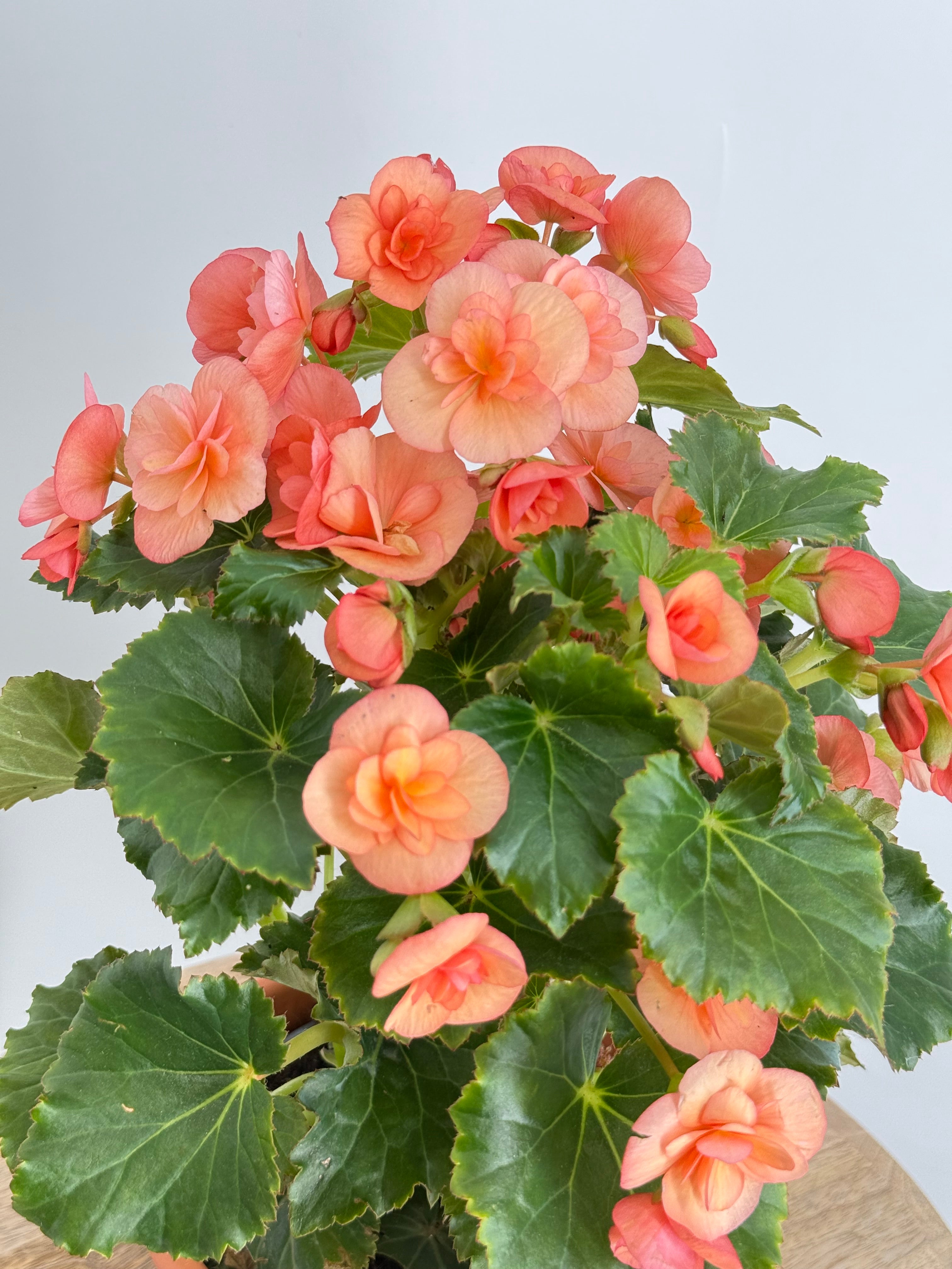 BEGONIA ELATIOR FM13