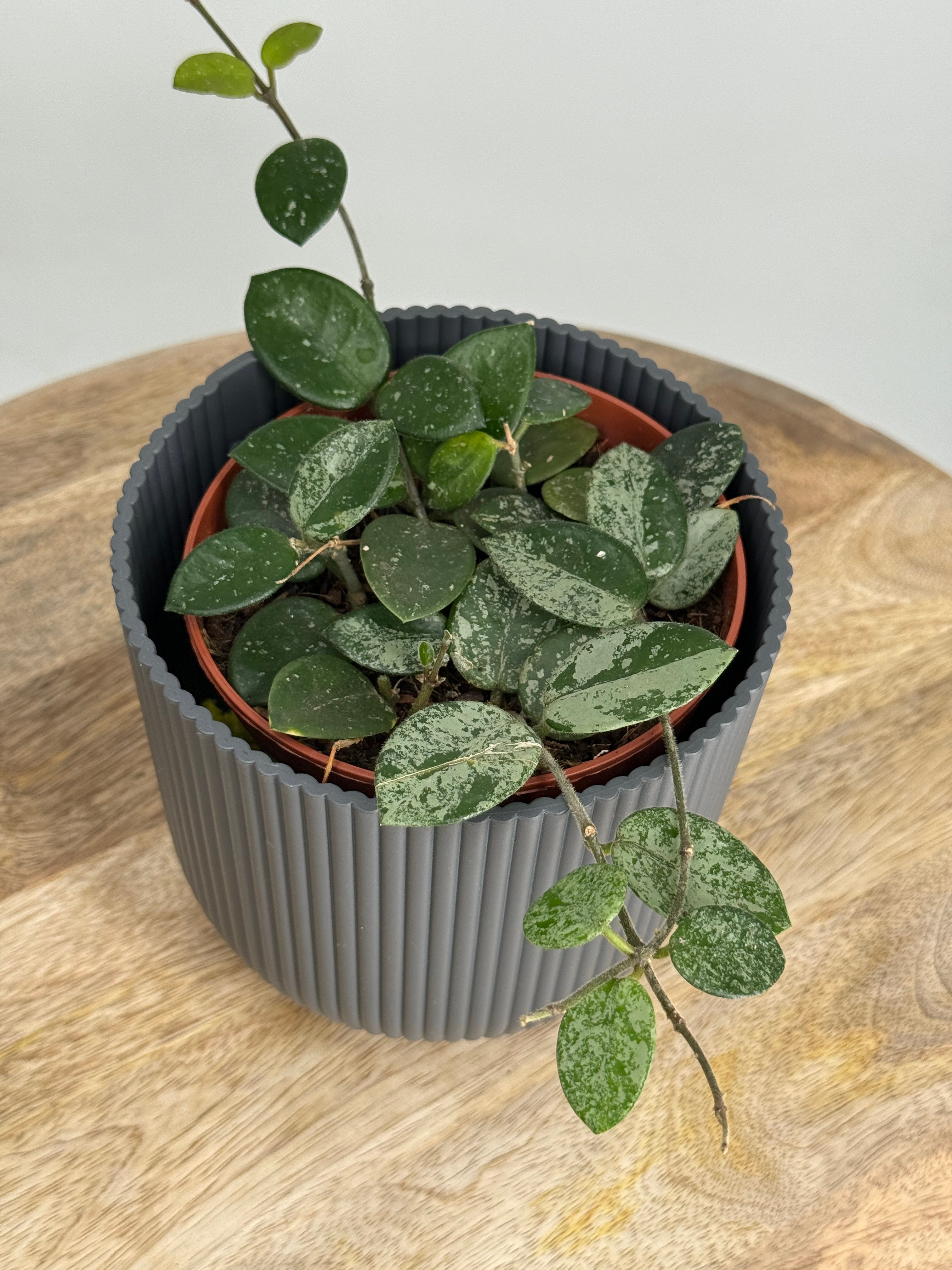 HOYA MATHILDE SPLASH M12