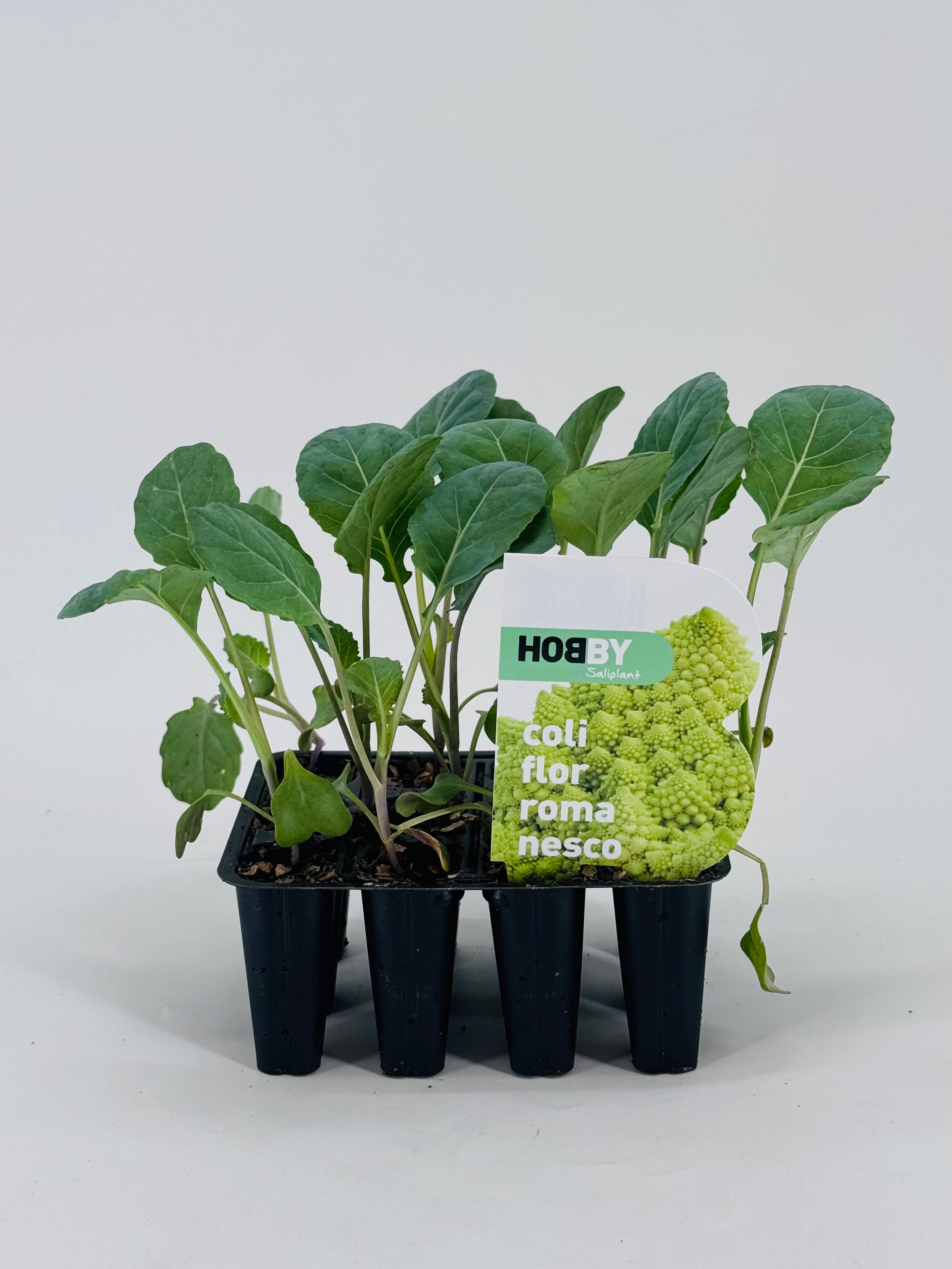 Pack de 12 plantas jóvenes de coliflor romanesco verde en macetas negras.