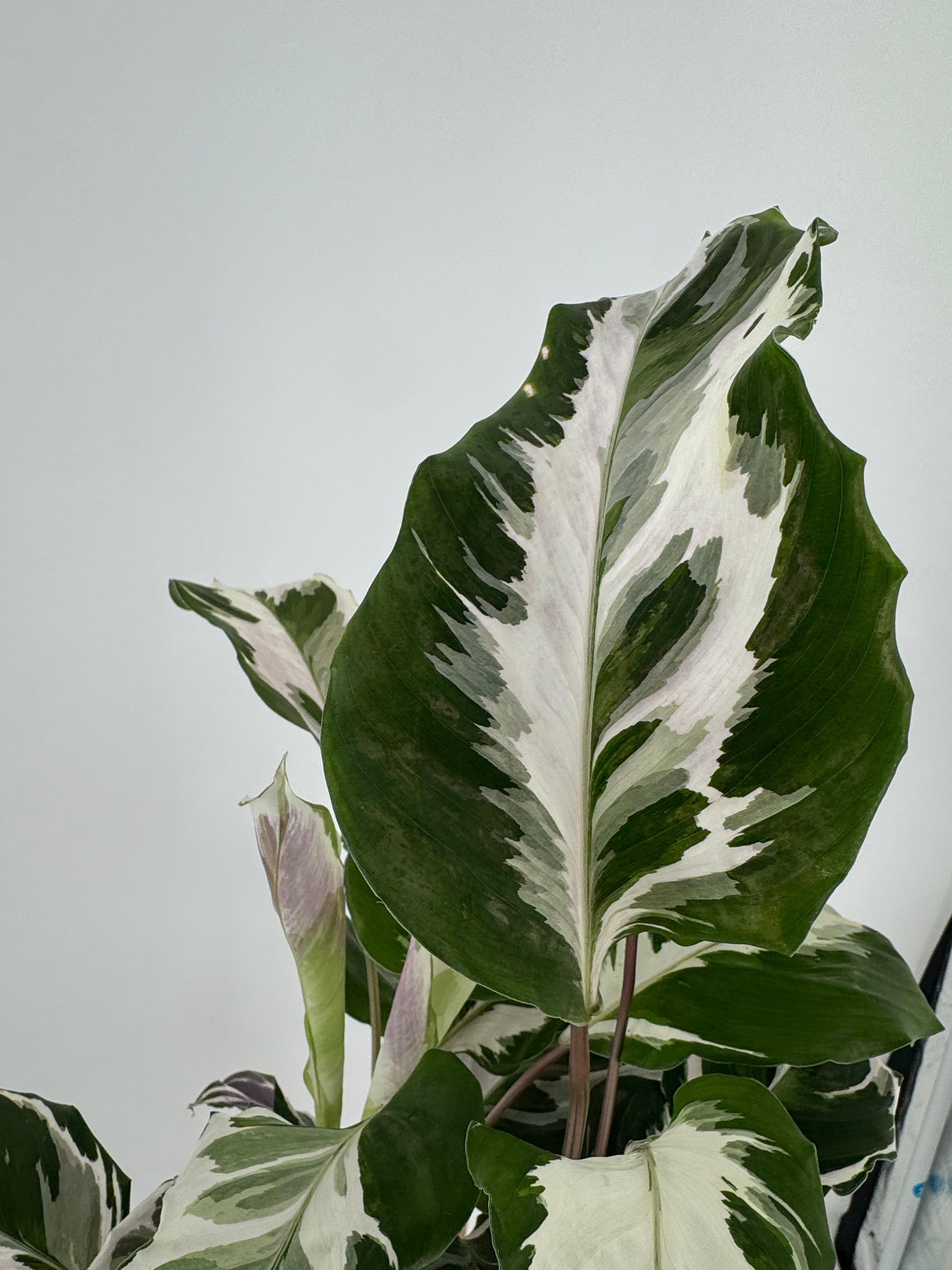CALATHEA FUSION WHITE M14