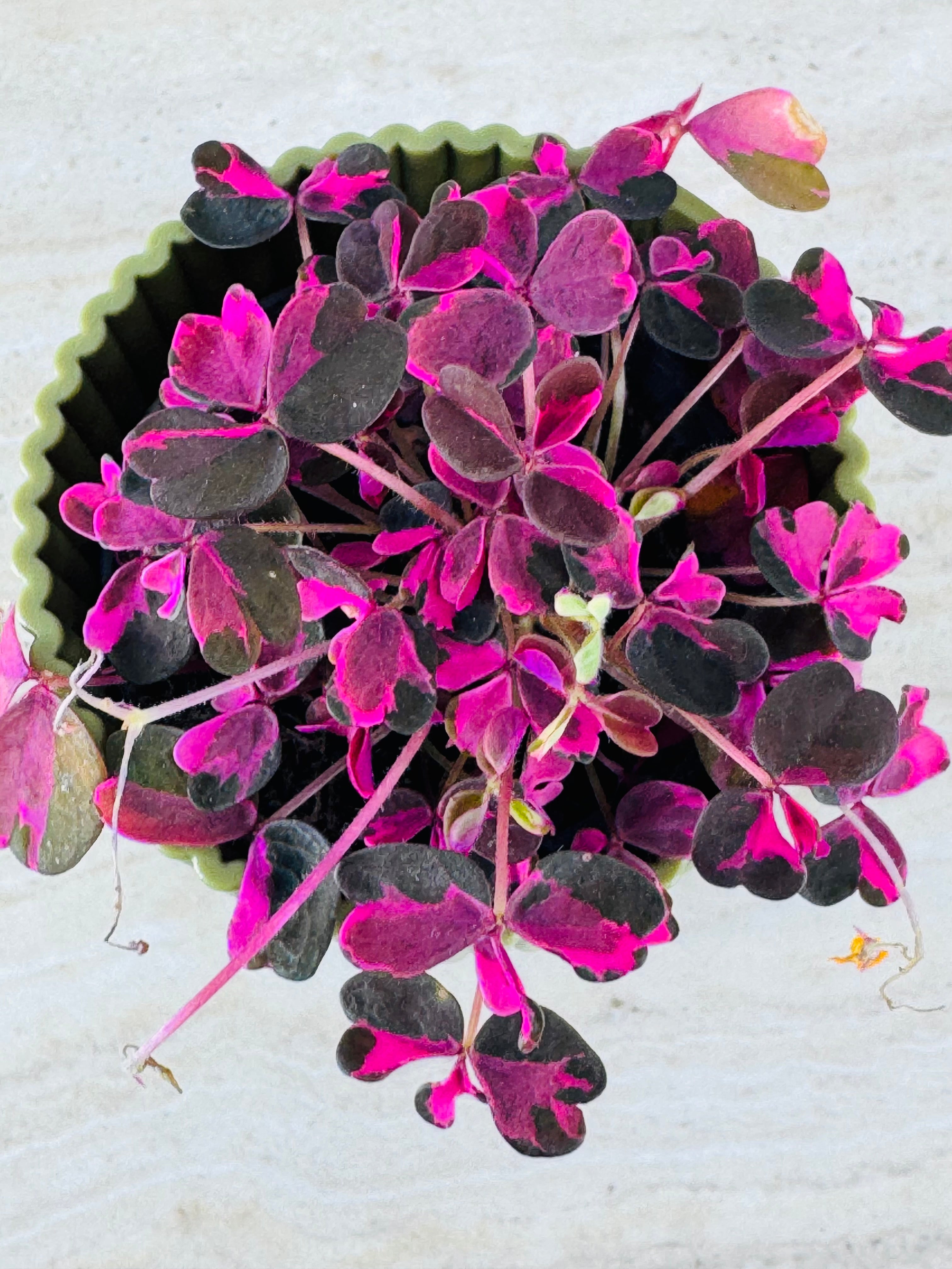 OXALIS CRAZY PLUM 6CM