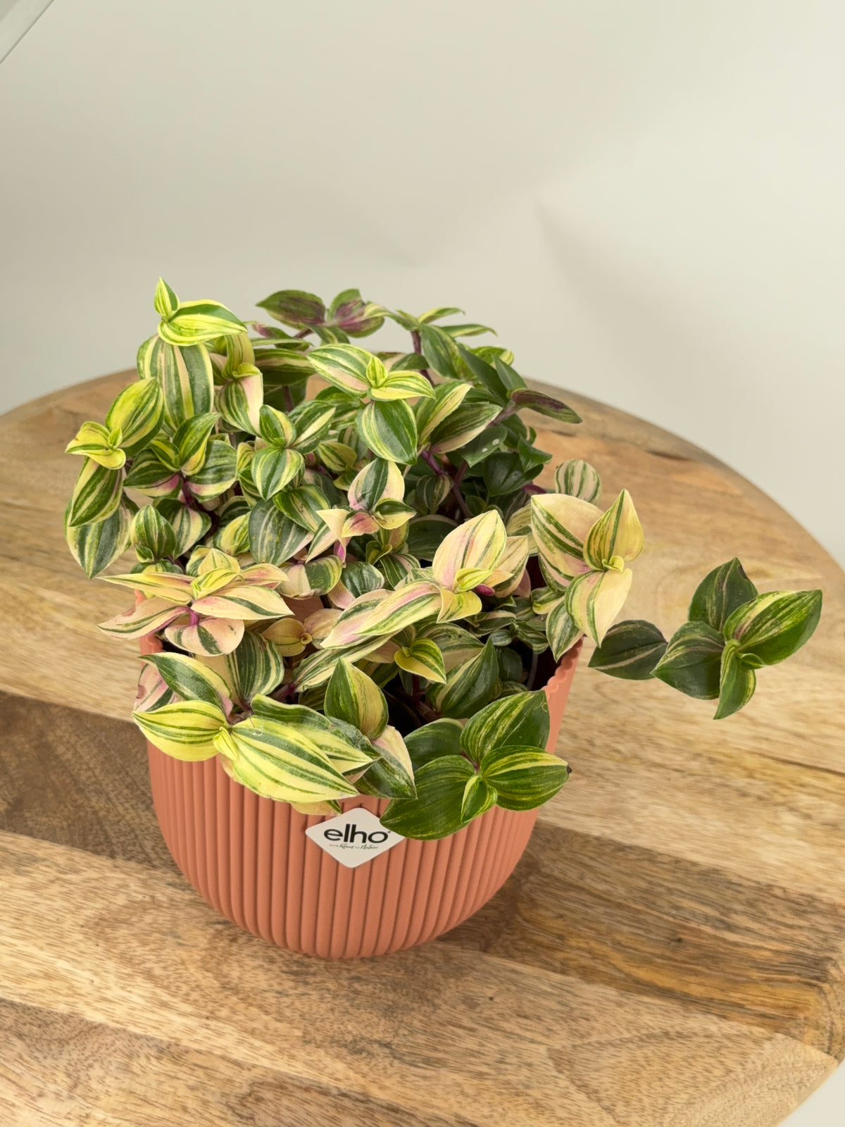TRADESCANTIA MIX M12