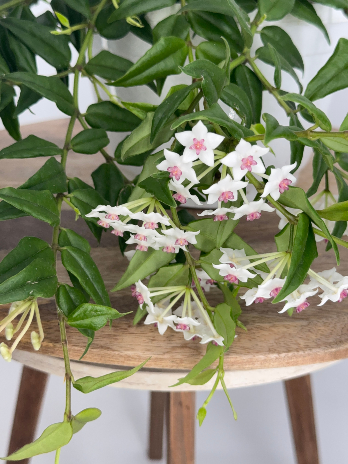 HOYA BELLA M22