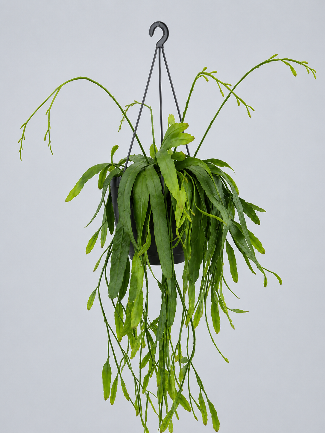 PSEUDORHIPSALIS RAMULOSA M14