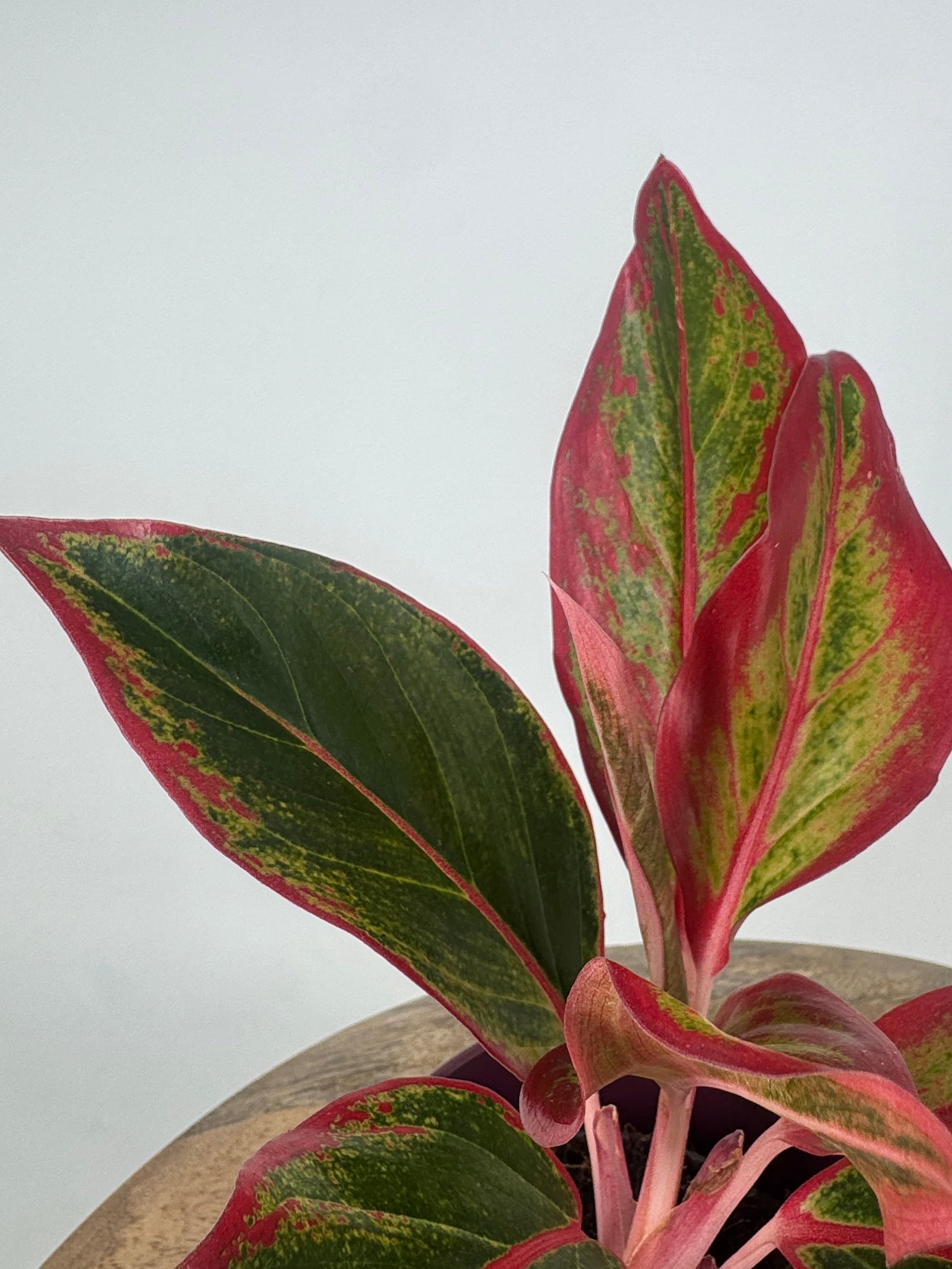 AGLAONEMA RED FIRE M9