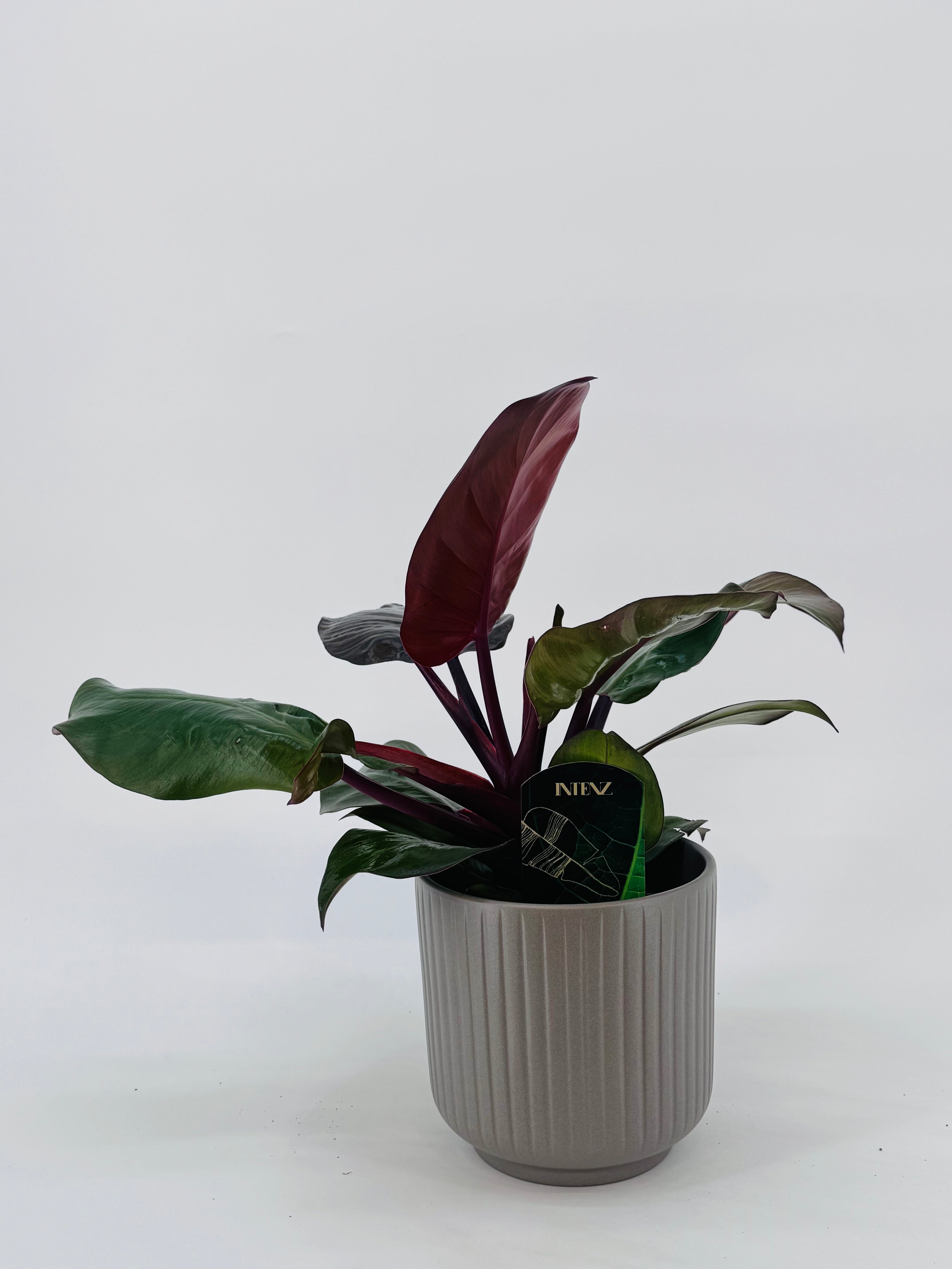 PHILODENDRON SUNLIGHT M12