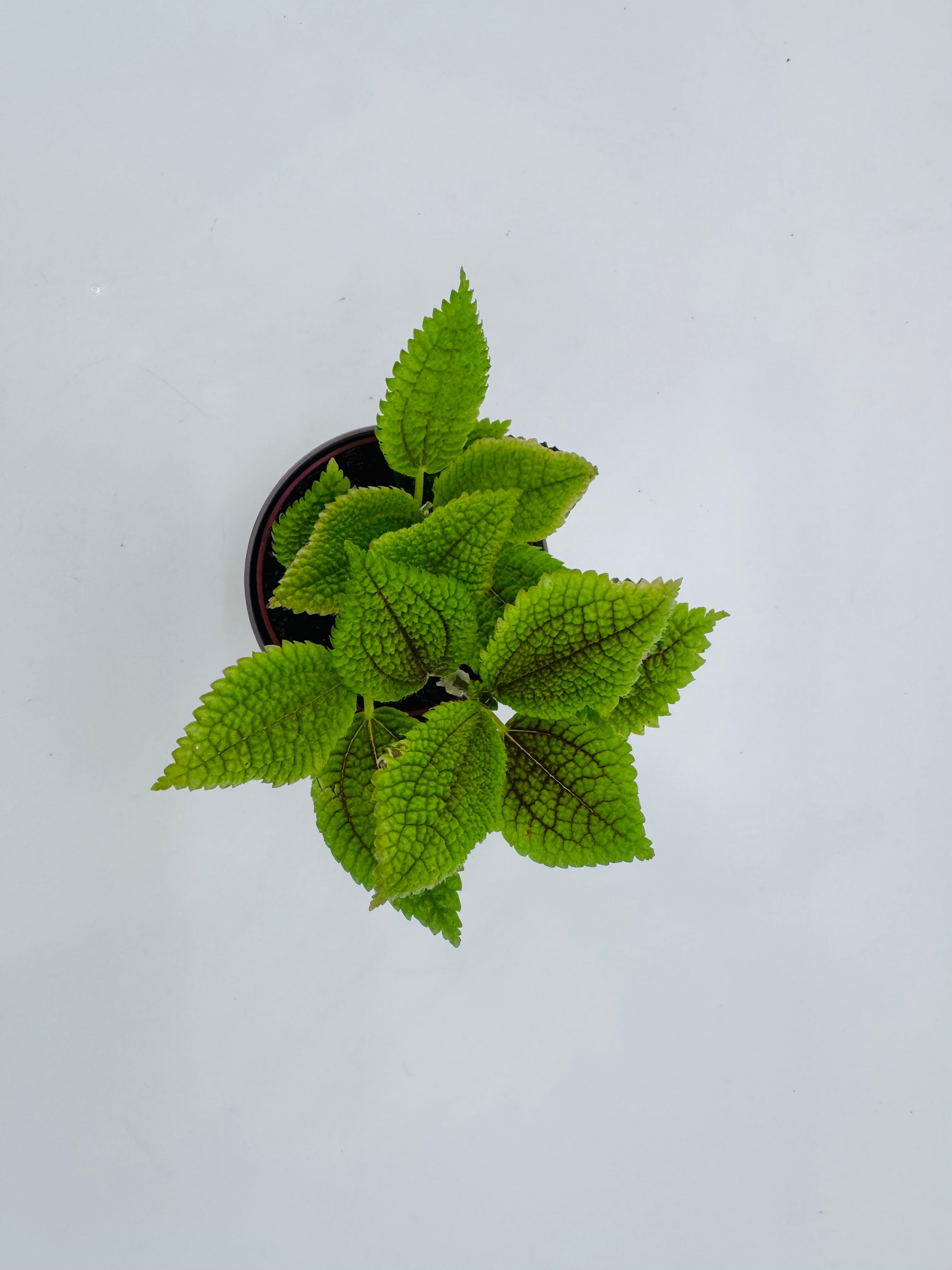 PILEA ALUMI M8.5