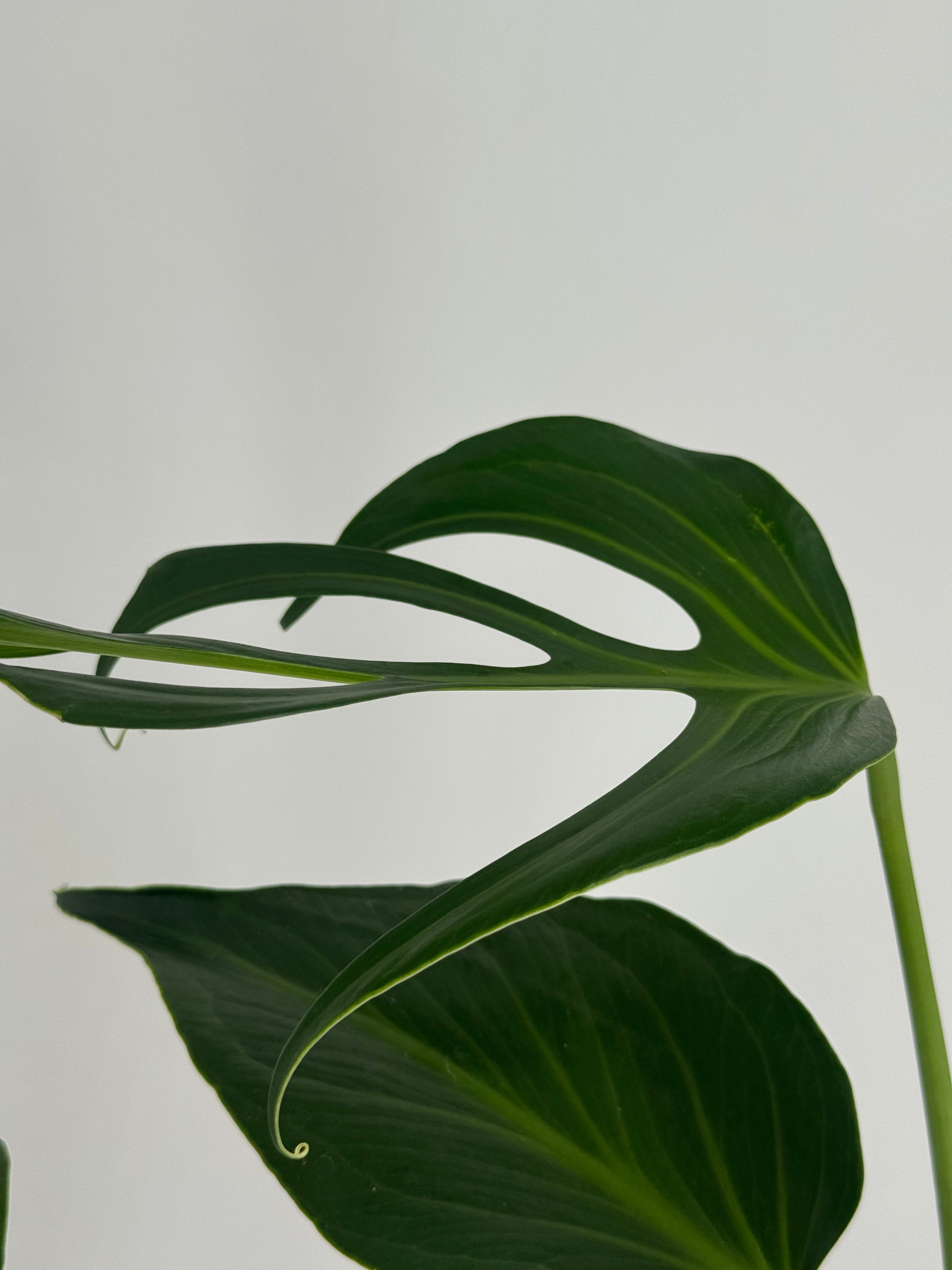 MONSTERA BURLE MARX M15