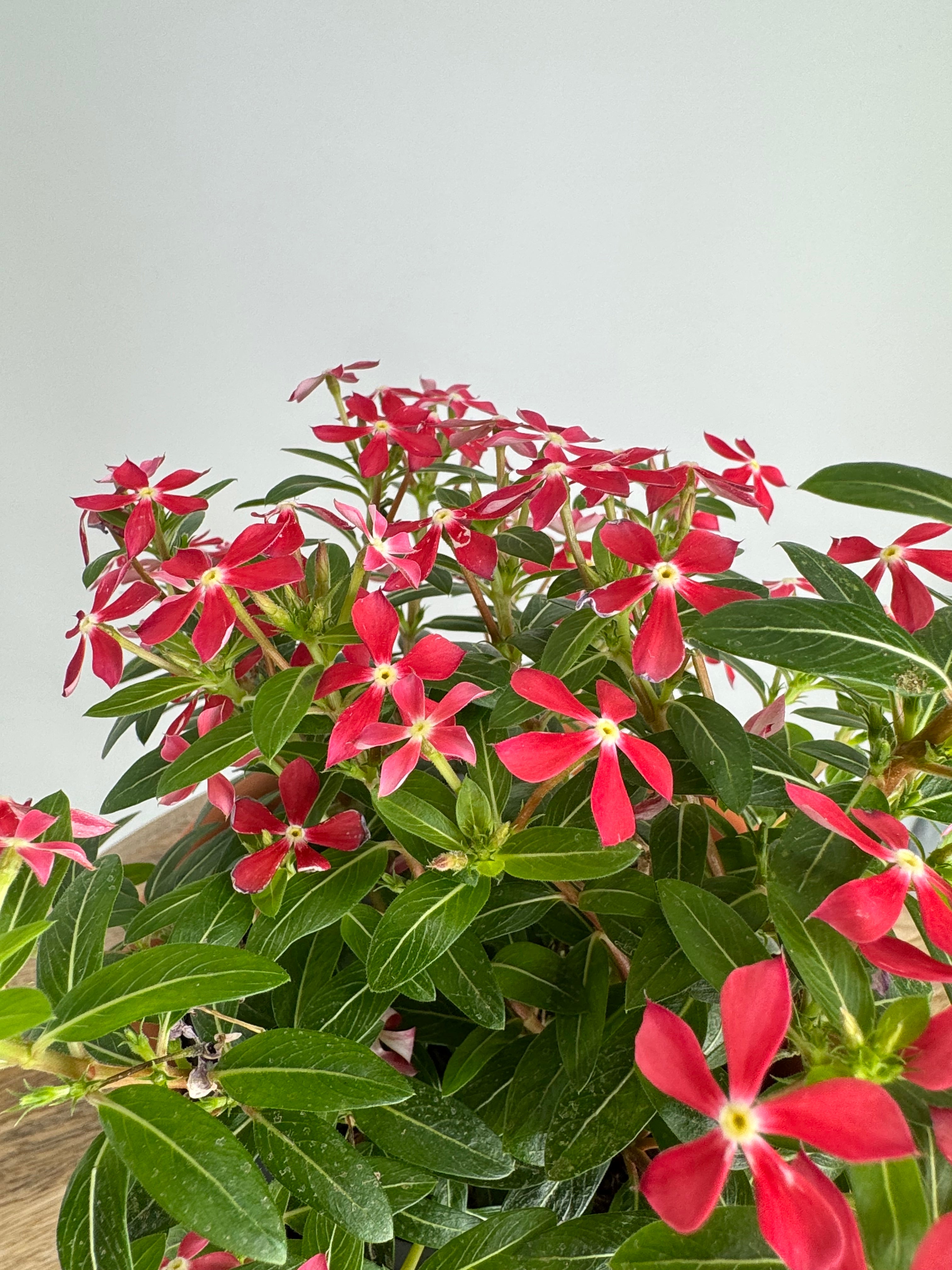 CATHARANTHUS SOIREE M14
