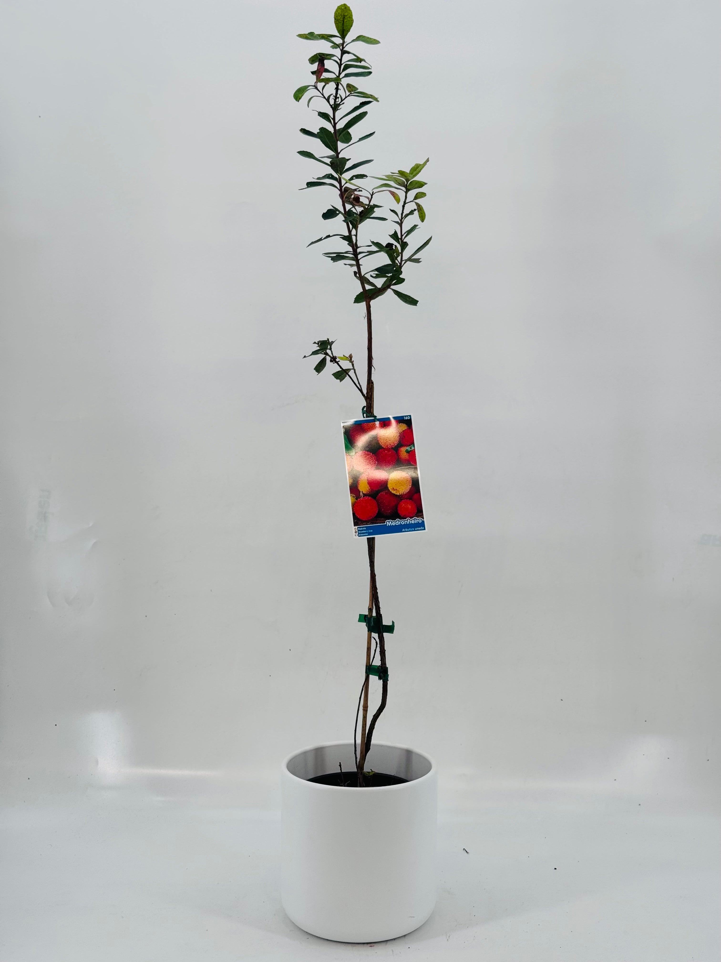 ARBUTUS UNEDO 3L TUBO