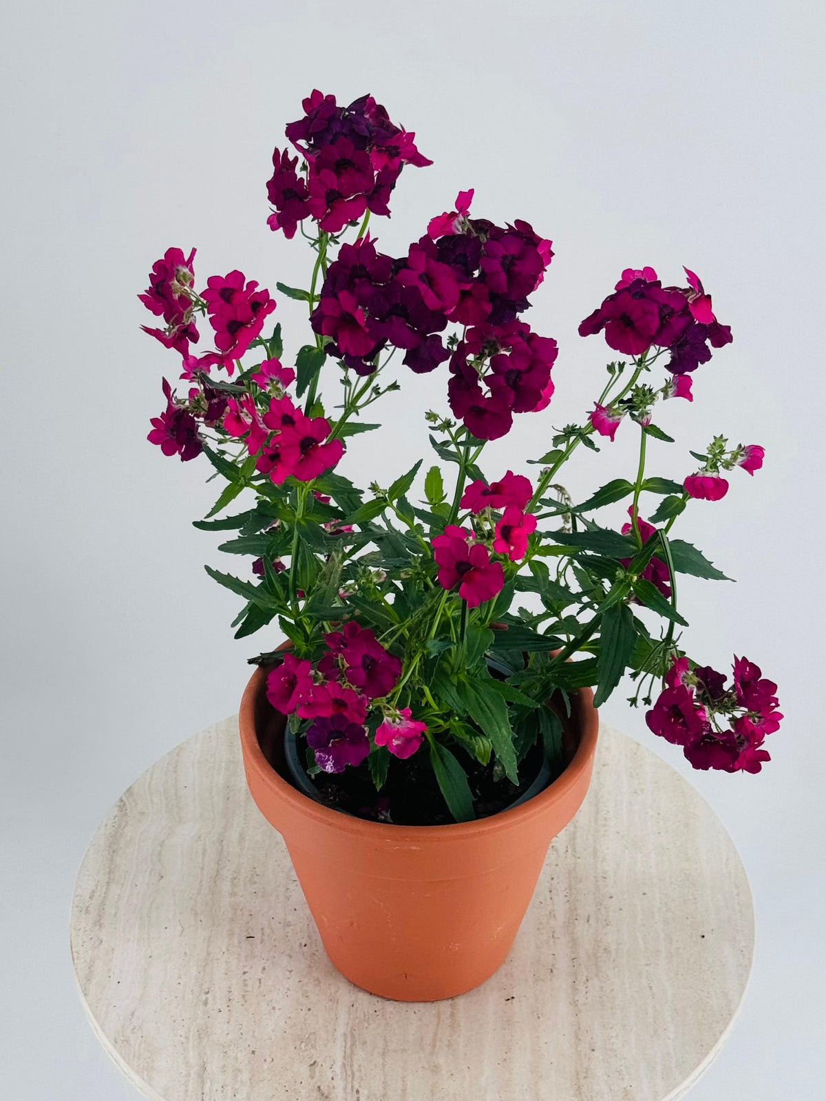 Planta Nemesia M13 con abundantes flores magenta y hojas verdes en maceta de terracota.
