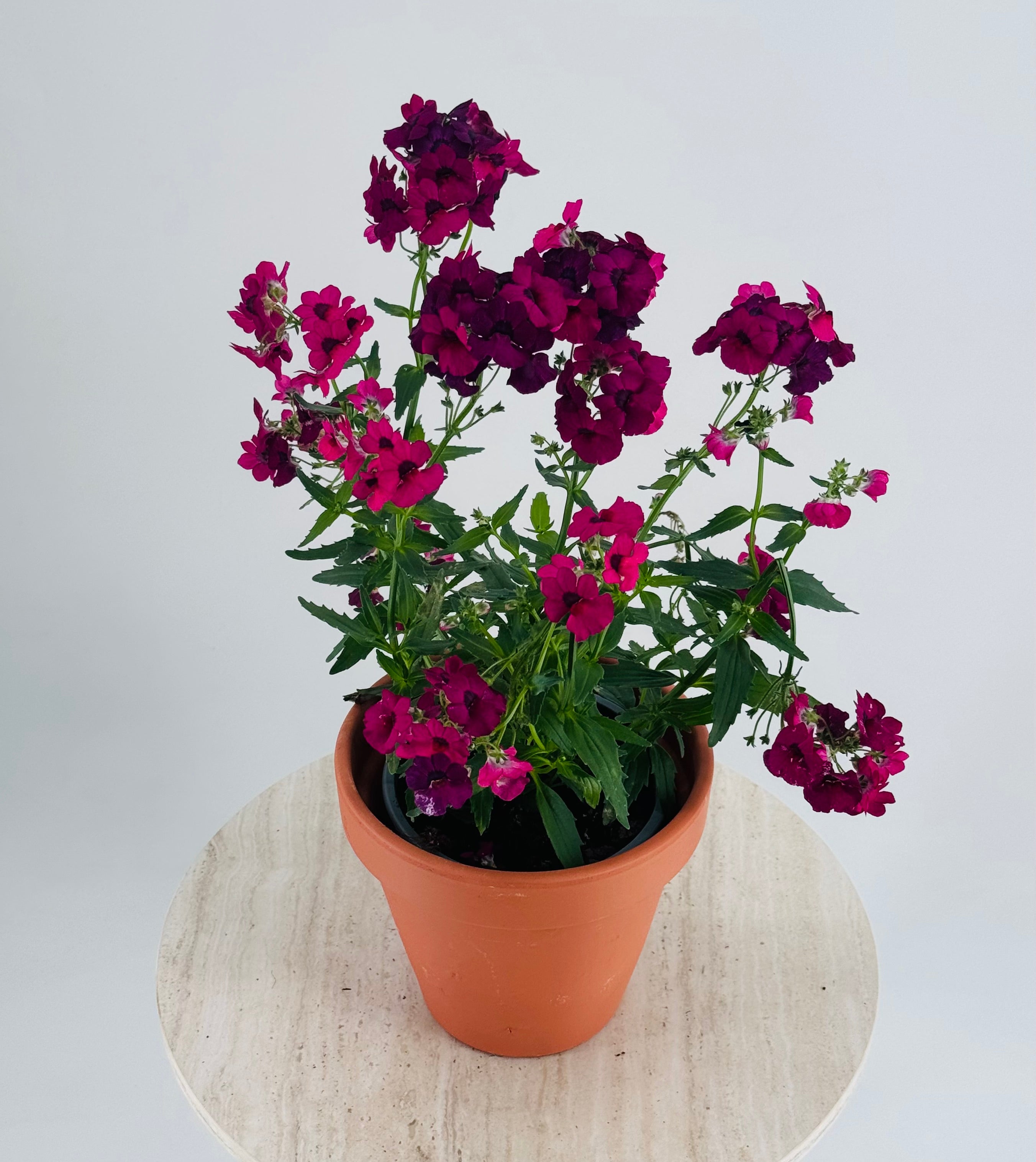 NEMESIA M13