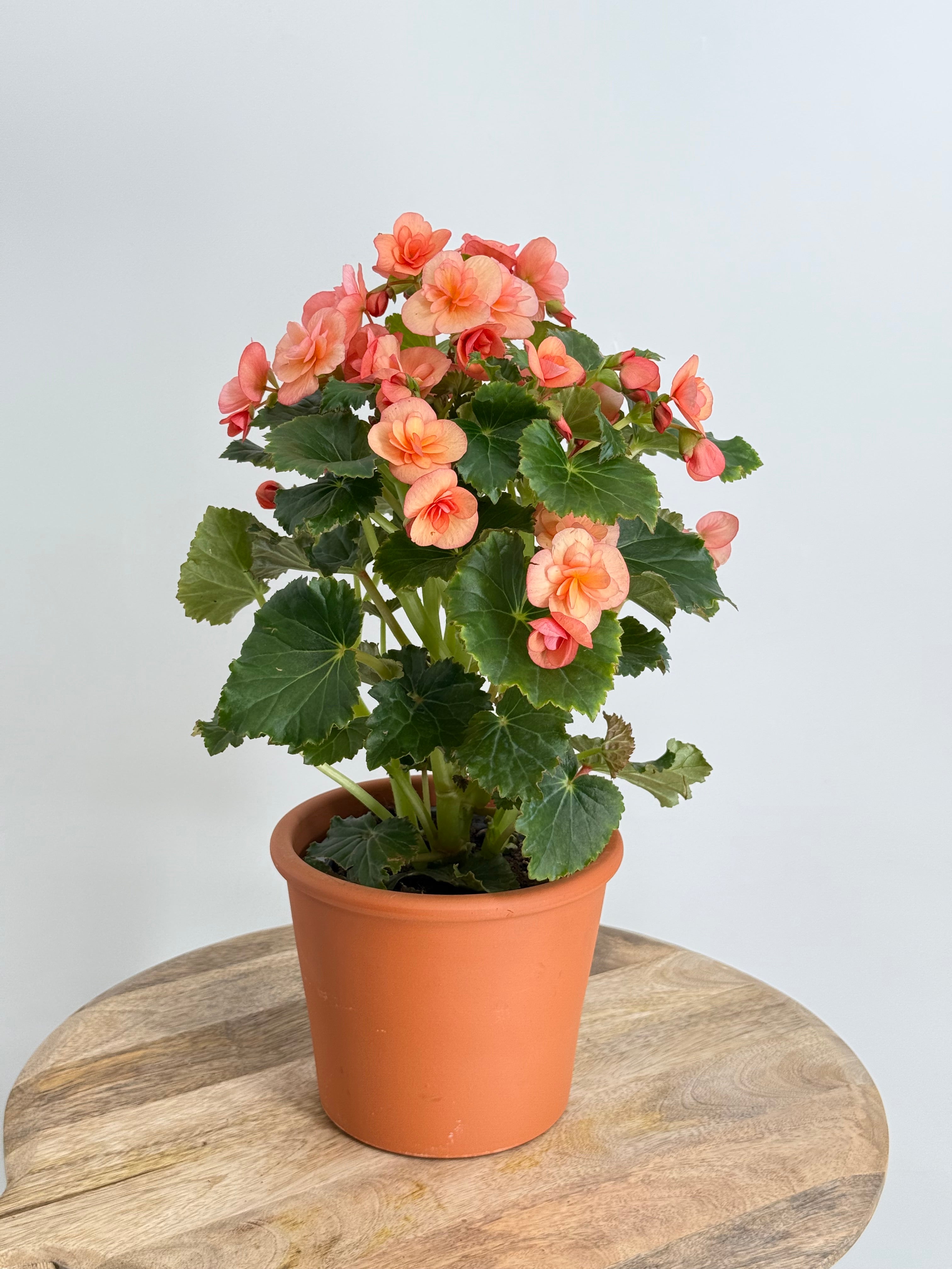 BEGONIA ELATIOR FM13
