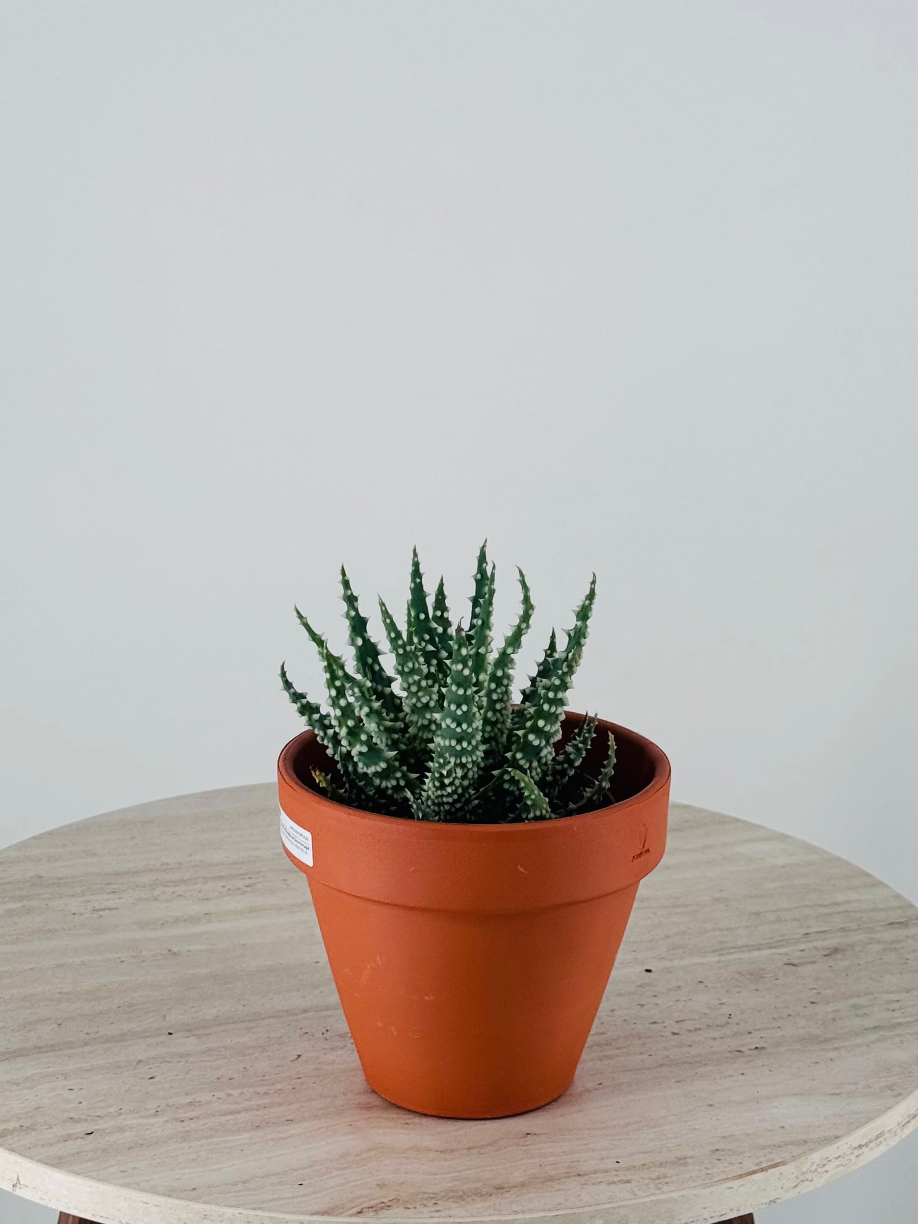 ALOE HUMILIS M8.5