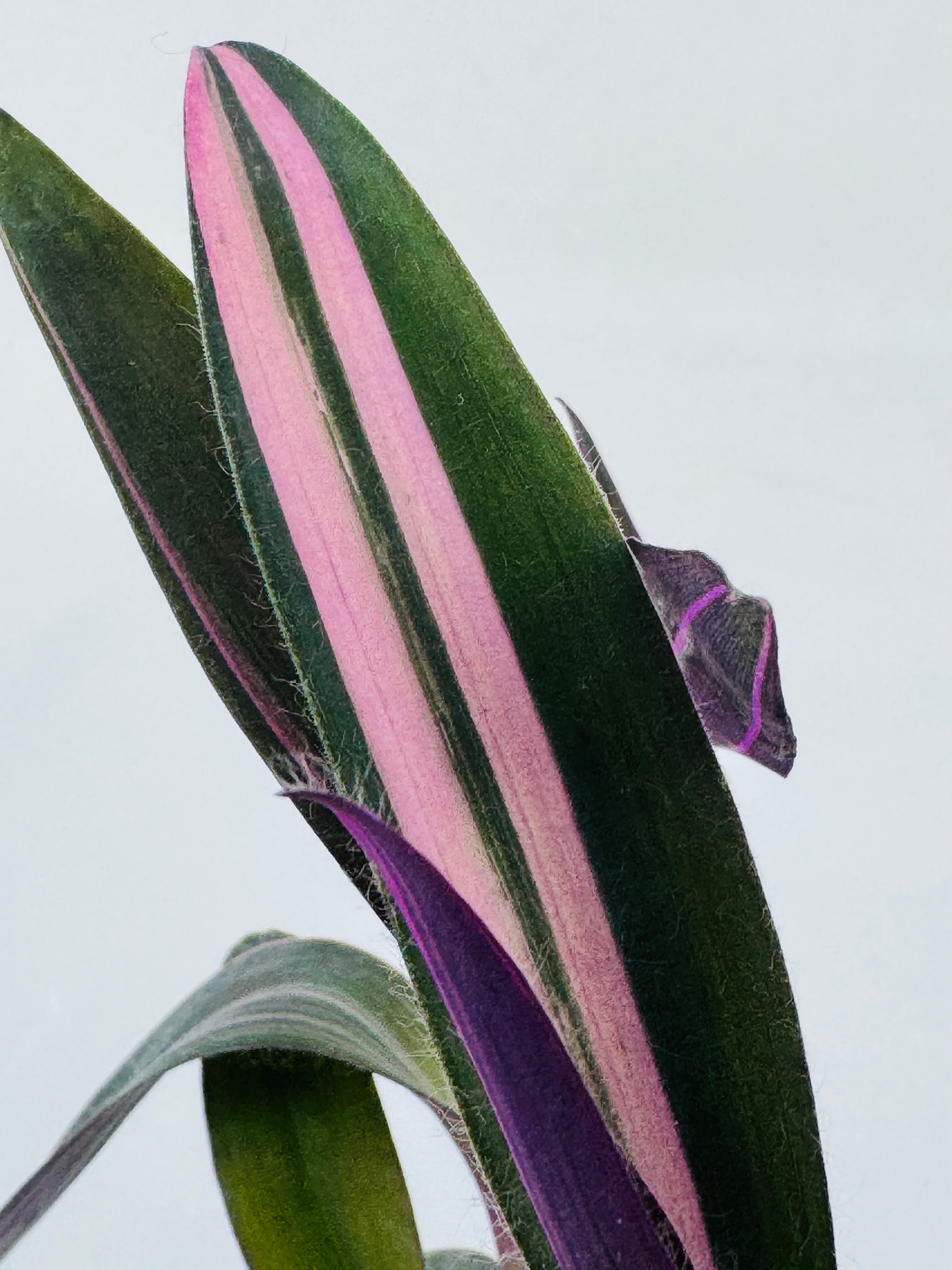 Close-up de hoja de Tradescantia 'Pink Paradise' con vibrantes rayas rosas, verdes y púrpuras.