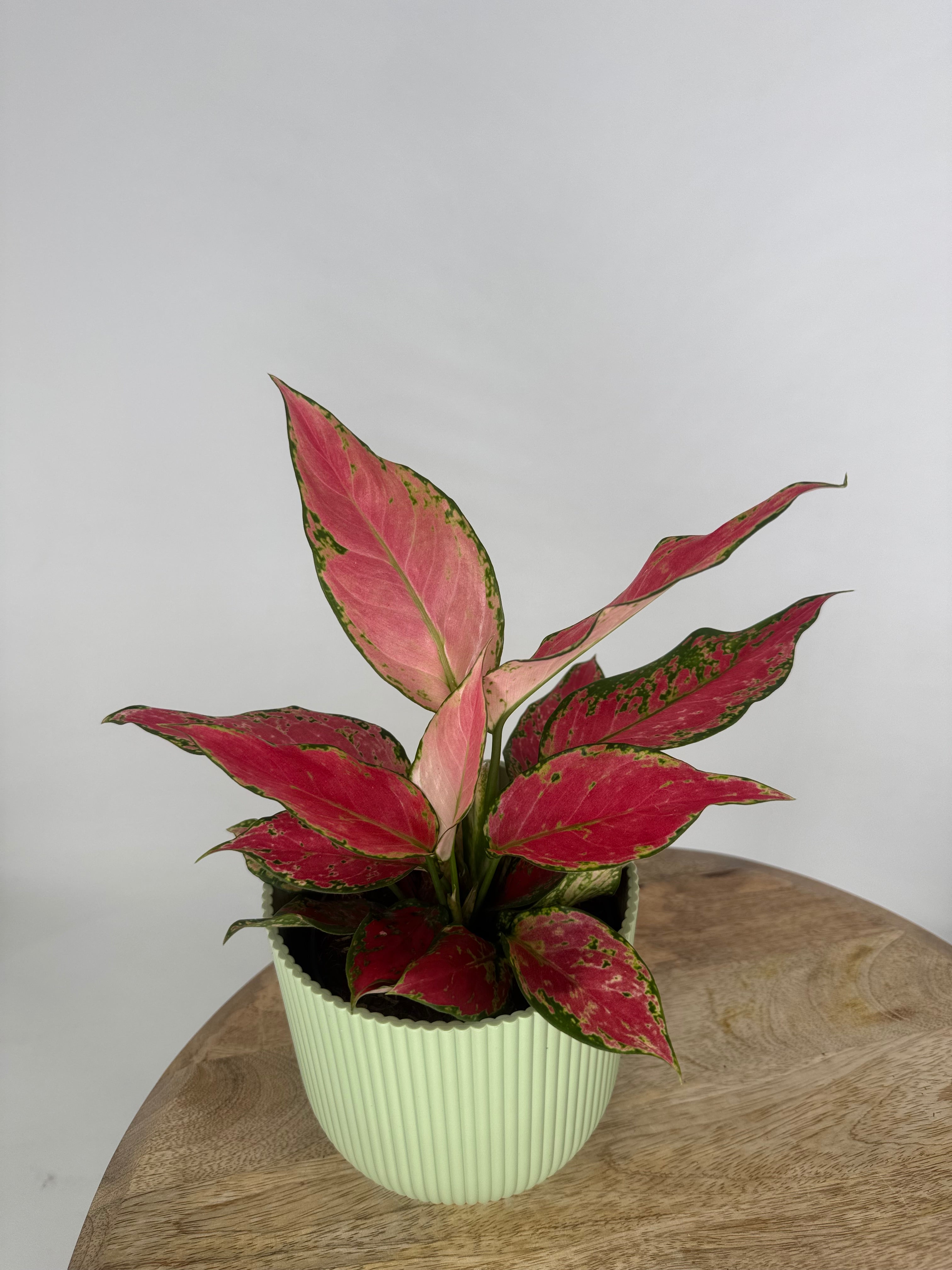 AGLAONEMA CHERRY BABY