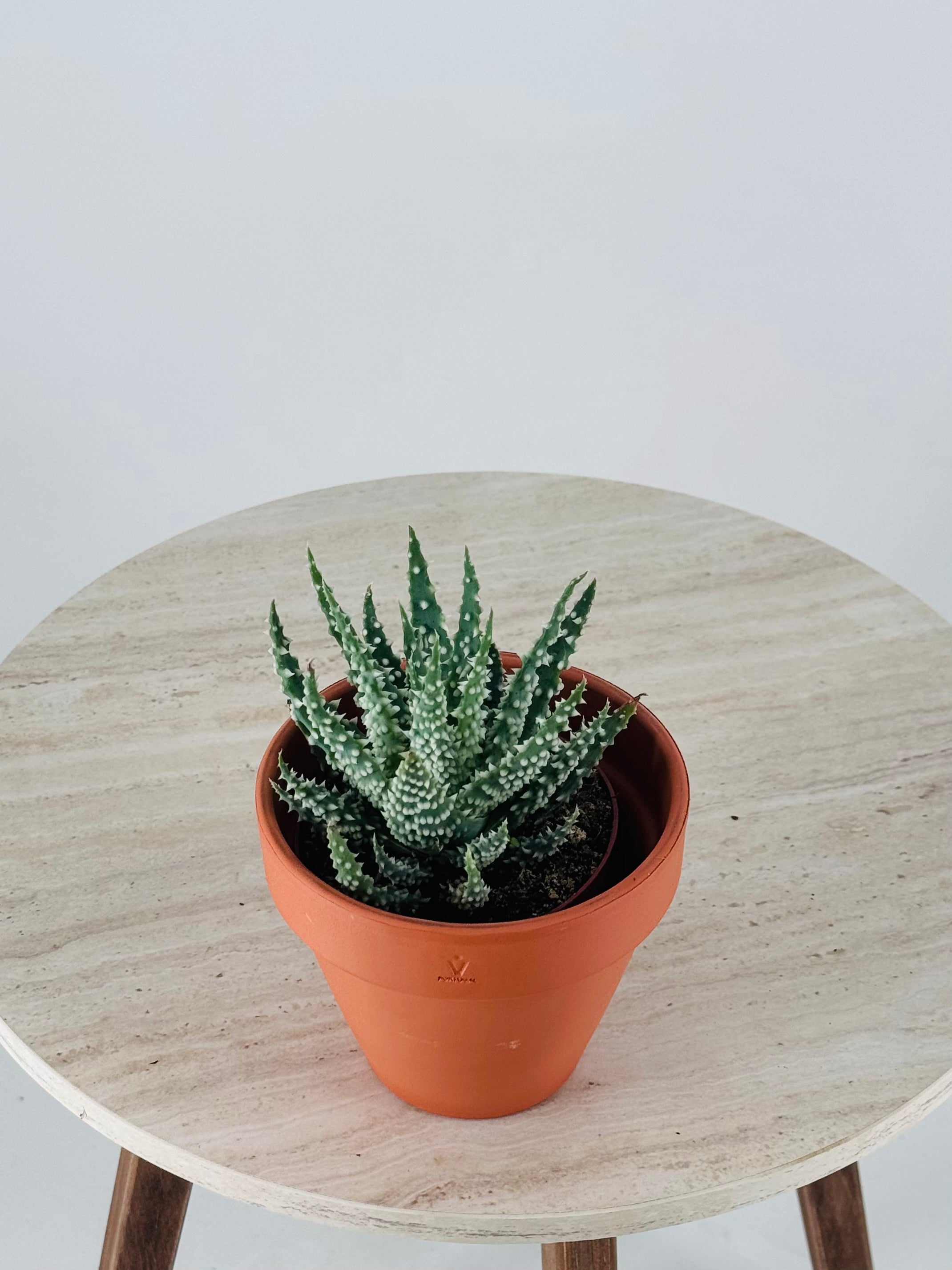 ALOE HUMILIS M8.5