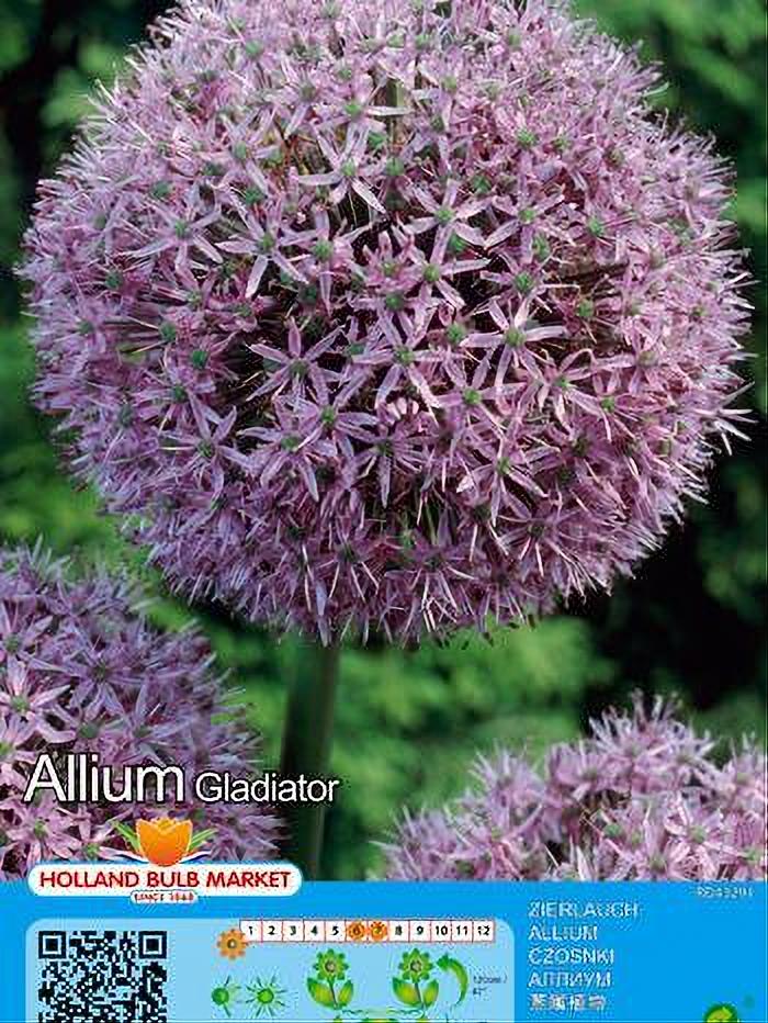 ALLIUM GLADIATOR