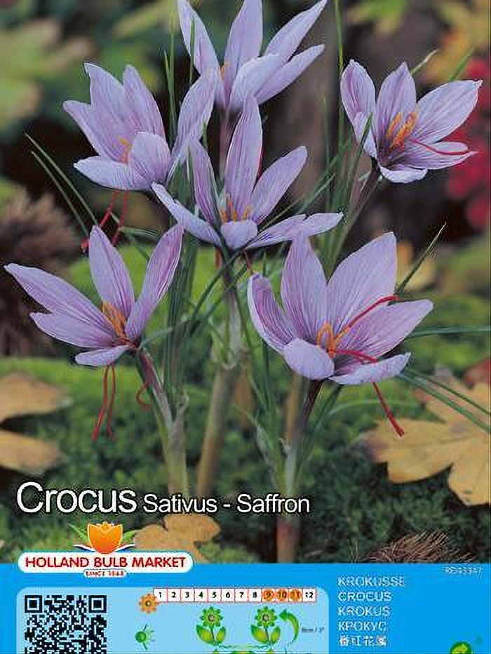 CROCUS SATIVUS AZAFRÁN