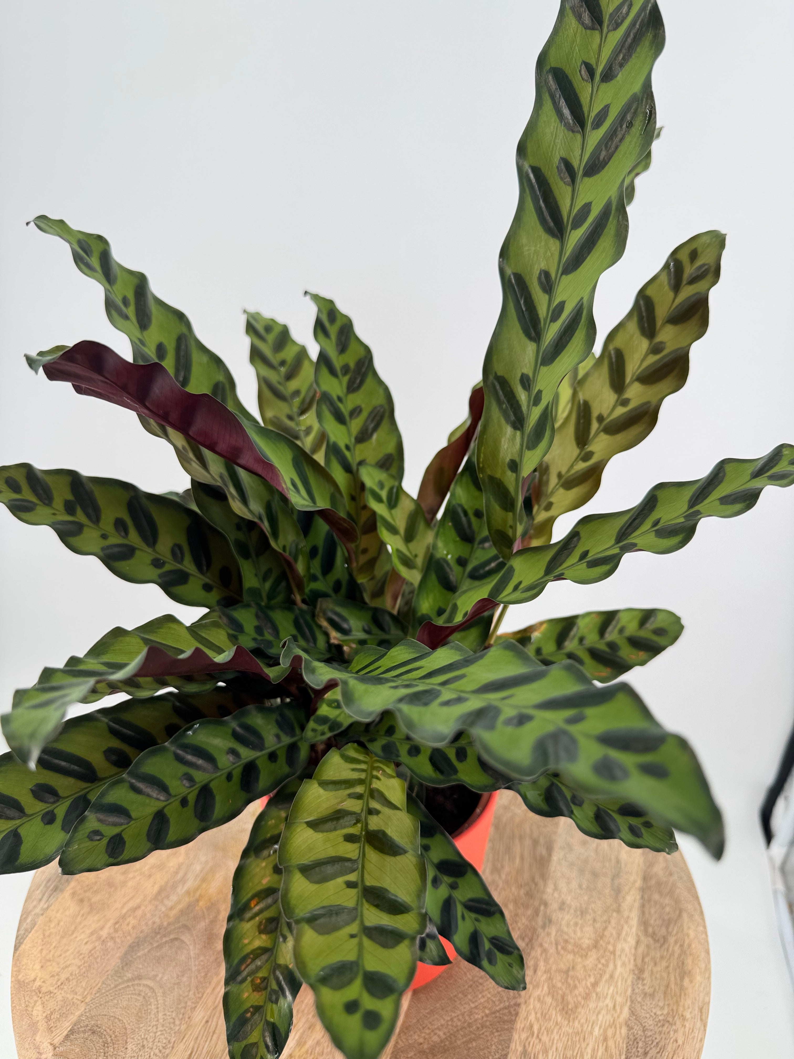 CALATHEA INSIGNE LACTIFOLIA M14