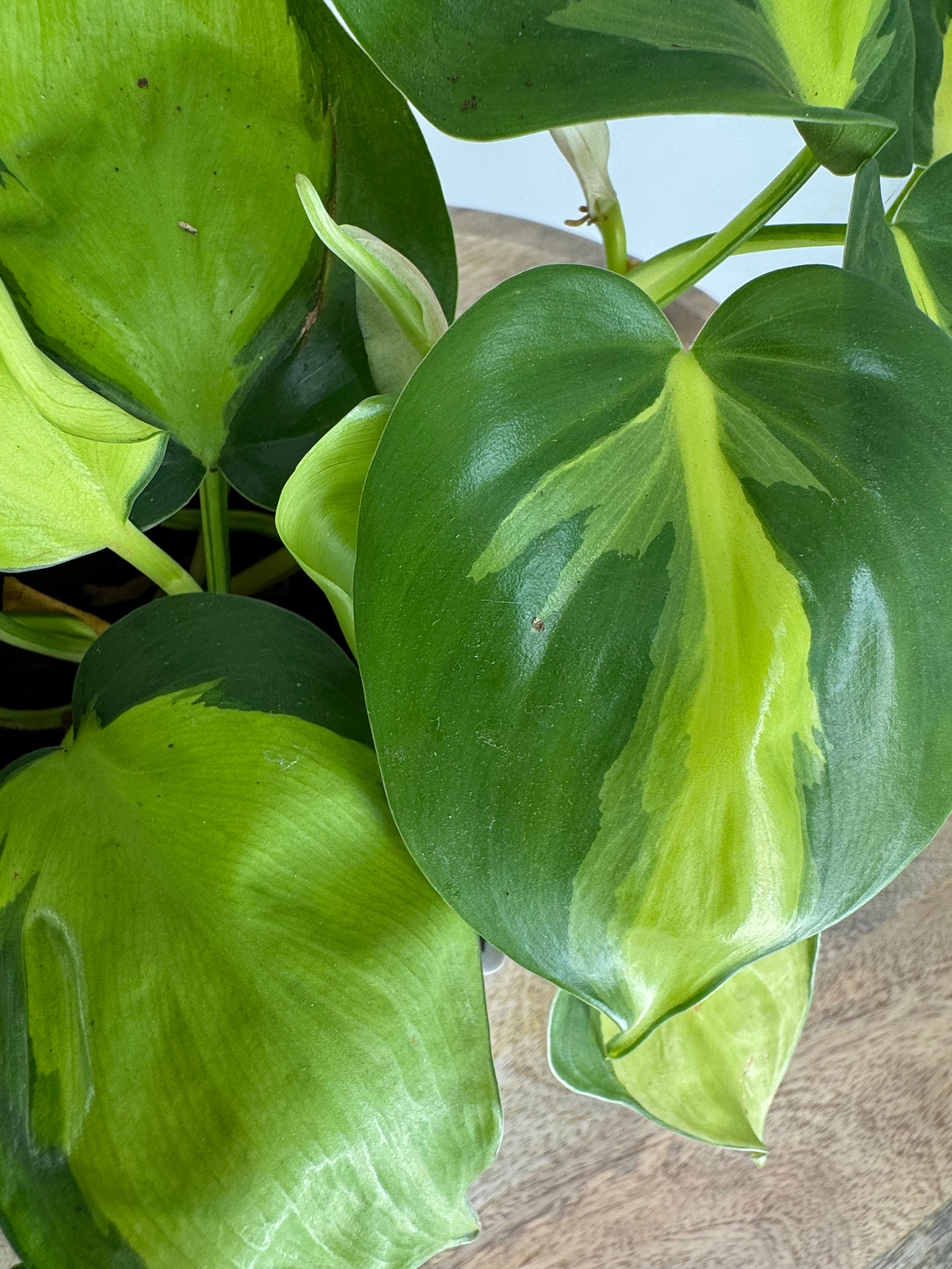 PHILODENDRON SCANDENS M12