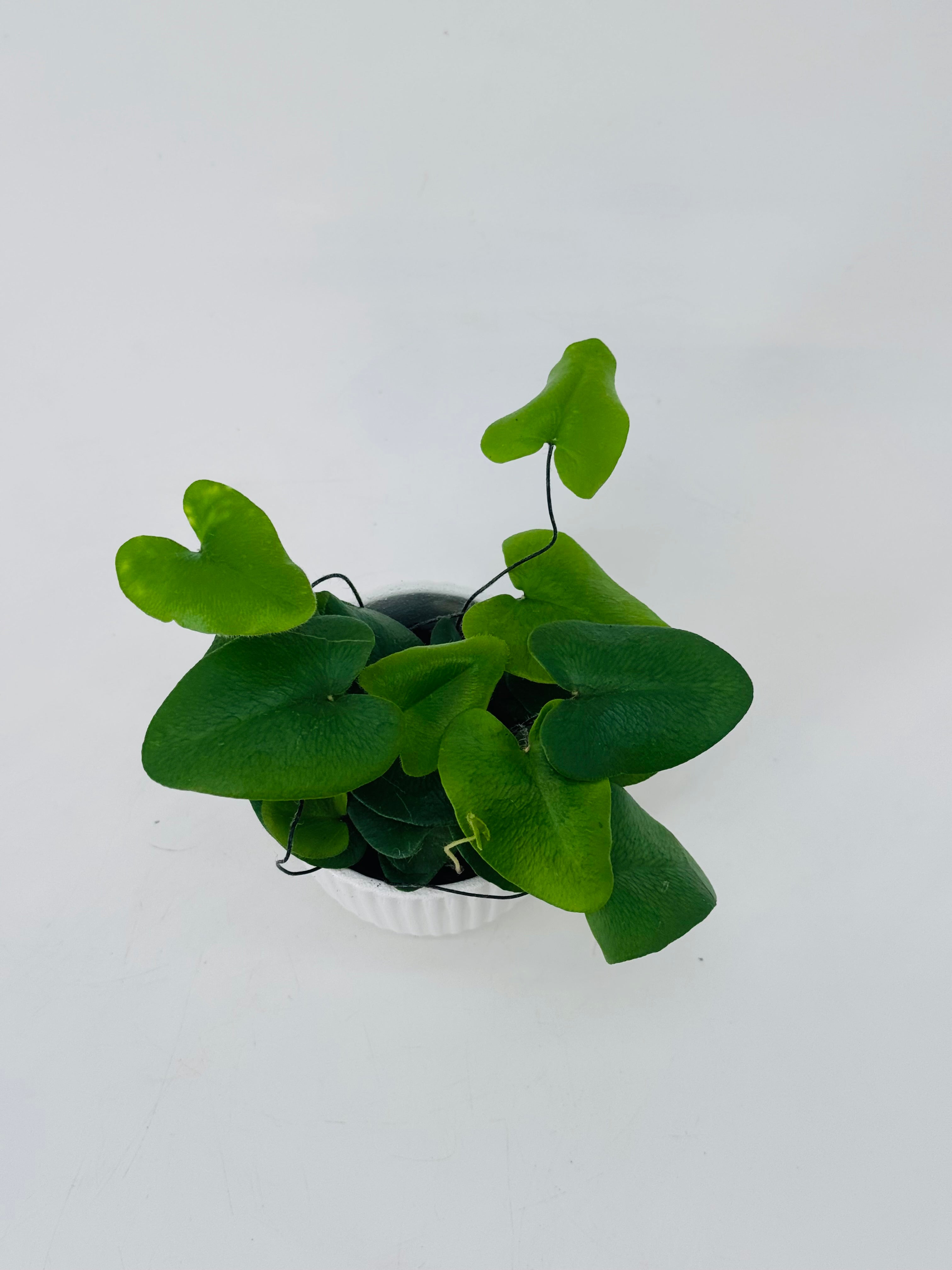 HEMIONITIS ARIFOLIA M7