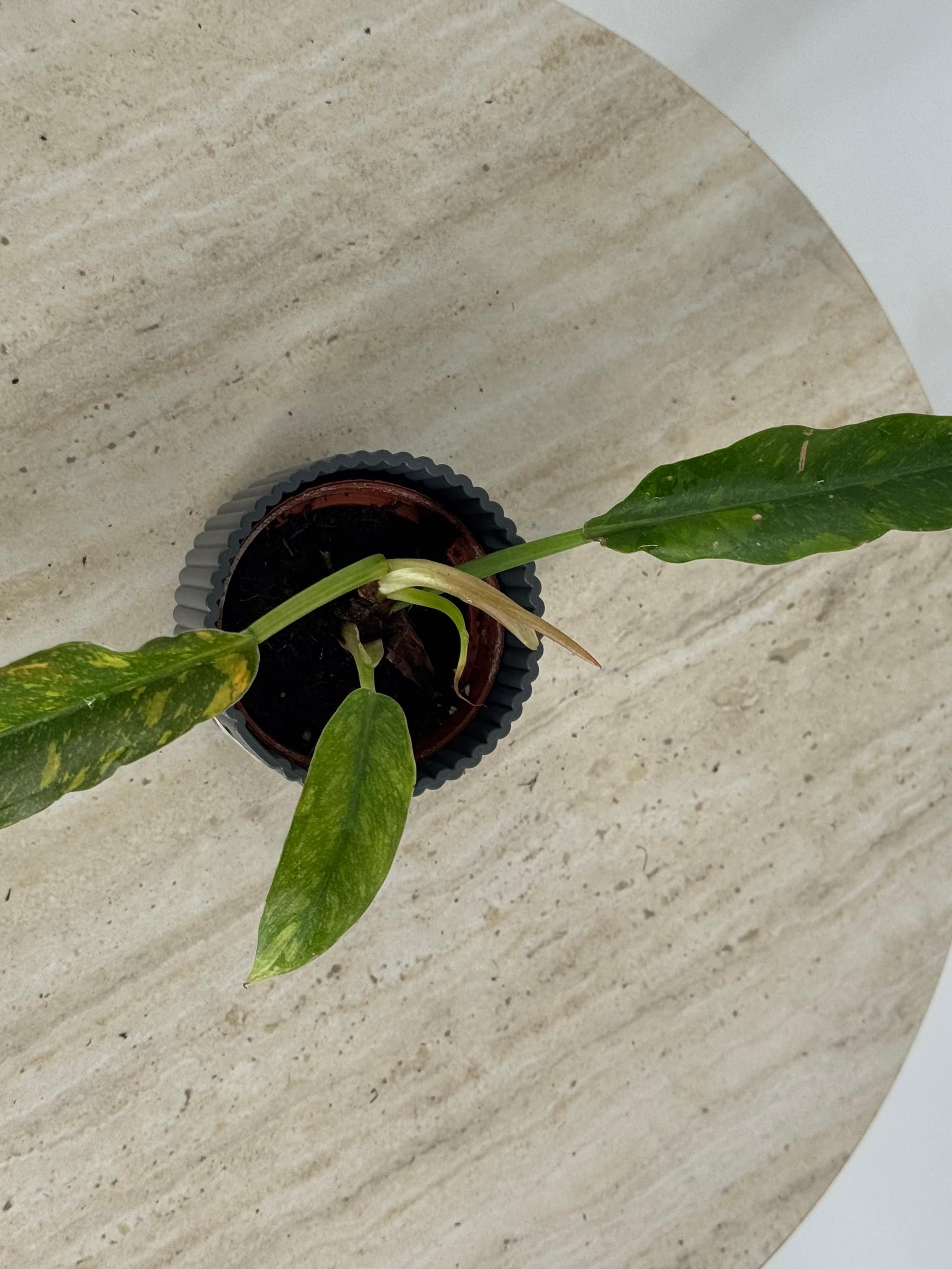 PHILODENDRON MIX M6