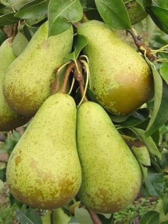 GL ABONO FRUTALES 1.5KG