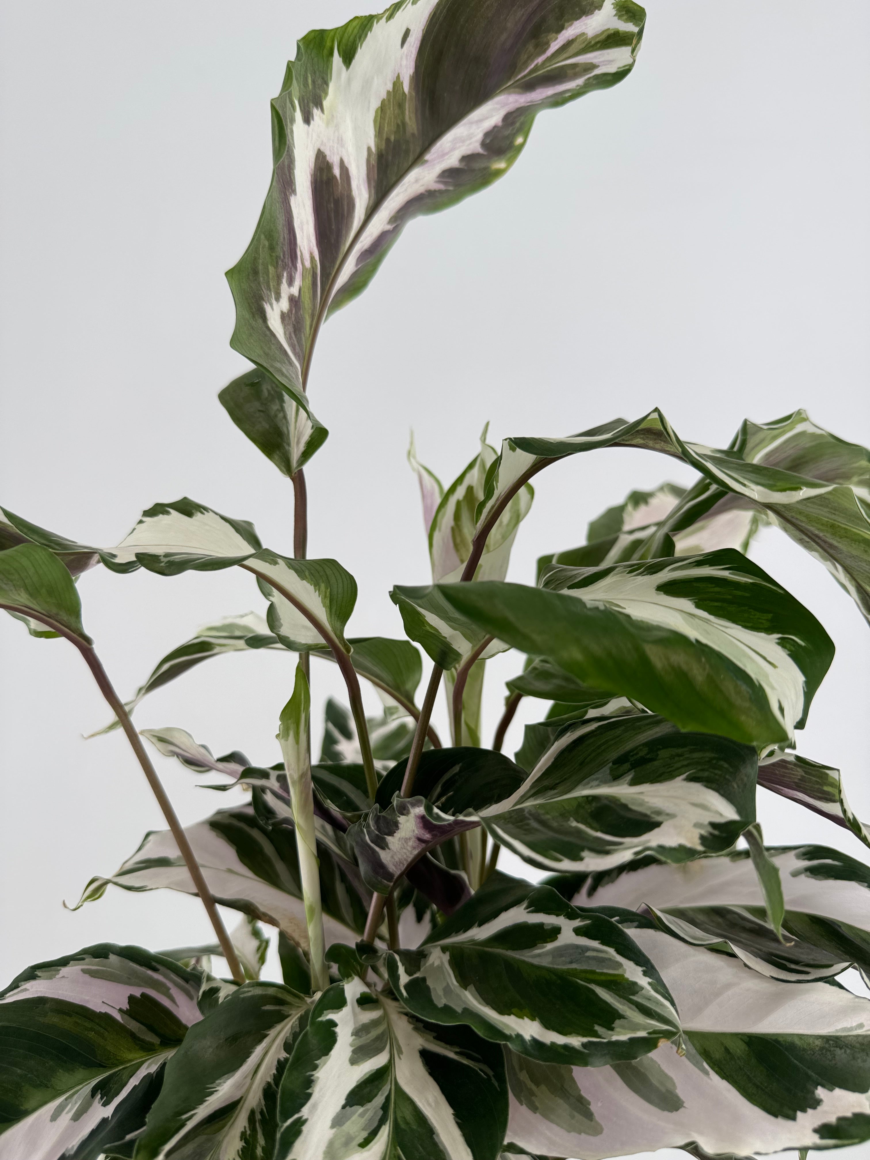 CALATHEA FUSION WHITE M14