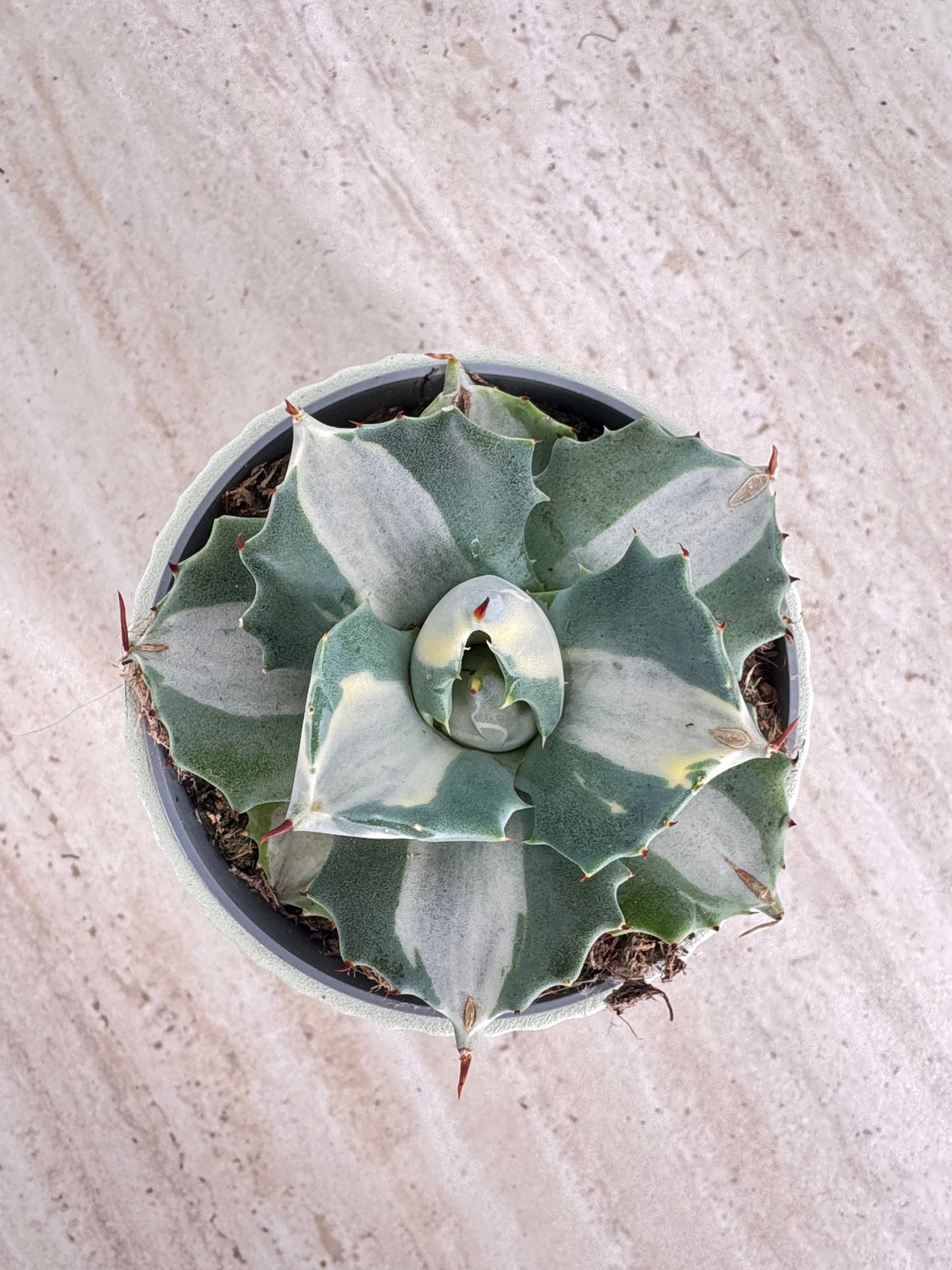 AGAVE POTATORUM