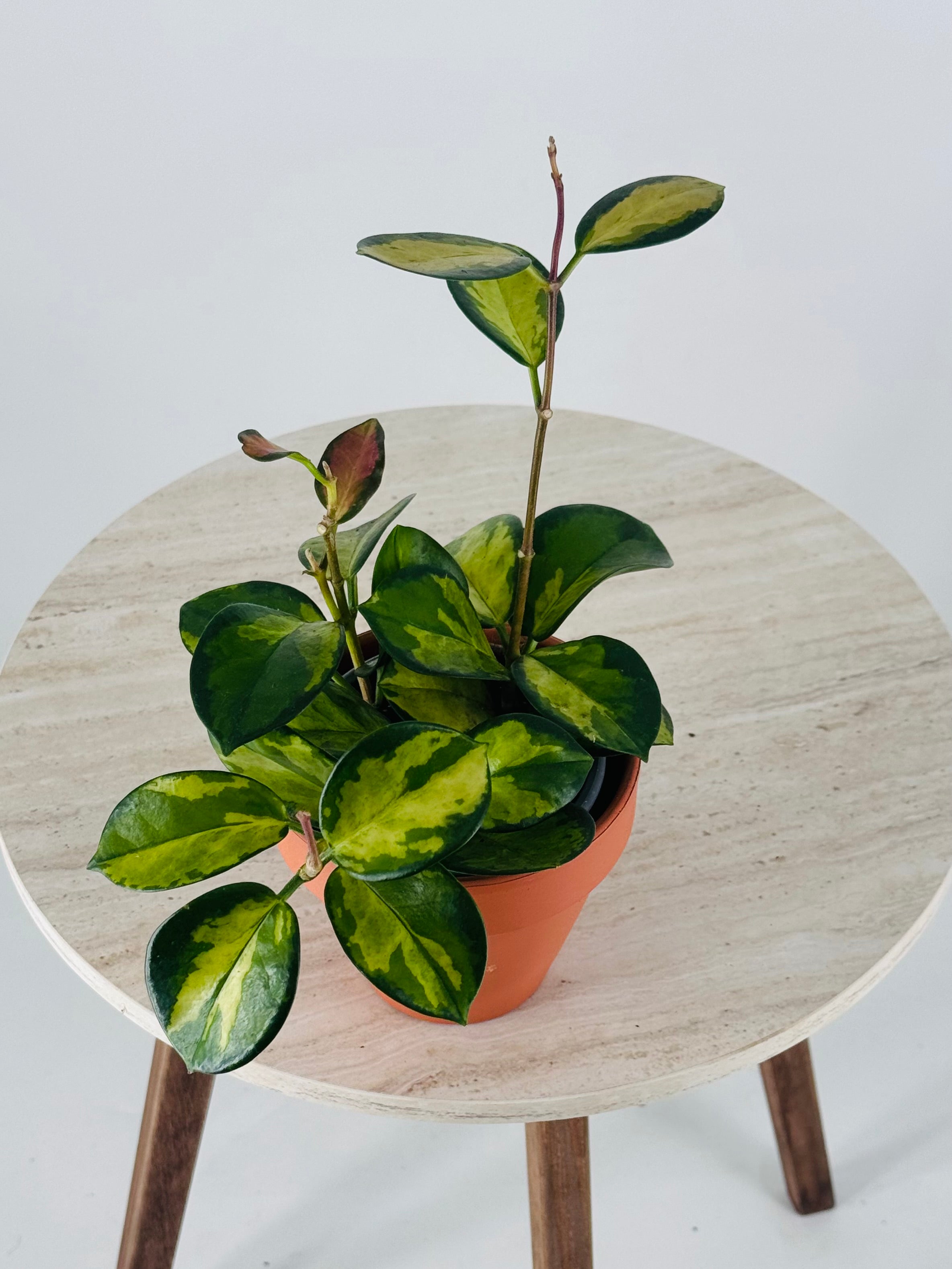 HOYA CARNOSA TRICOLOR M9
