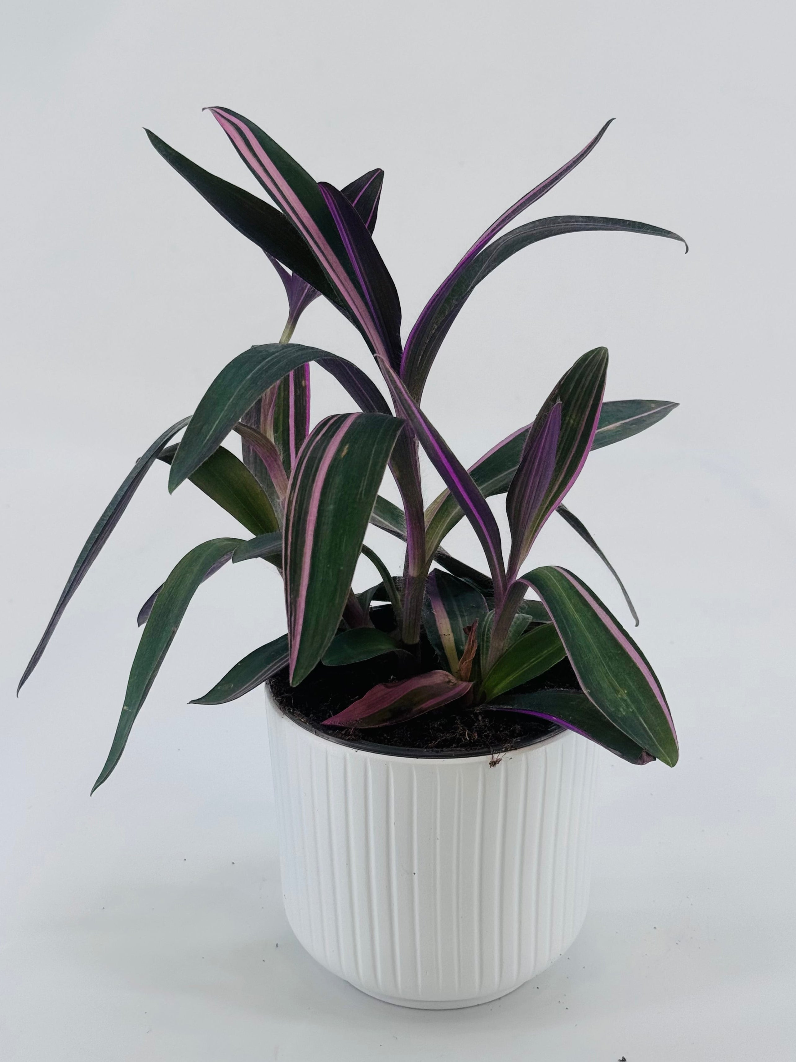 Tradescantia Pink Paradise con hojas alargadas en tonos rosa, púrpura y verde en maceta blanca estriada de 10,5 cm.