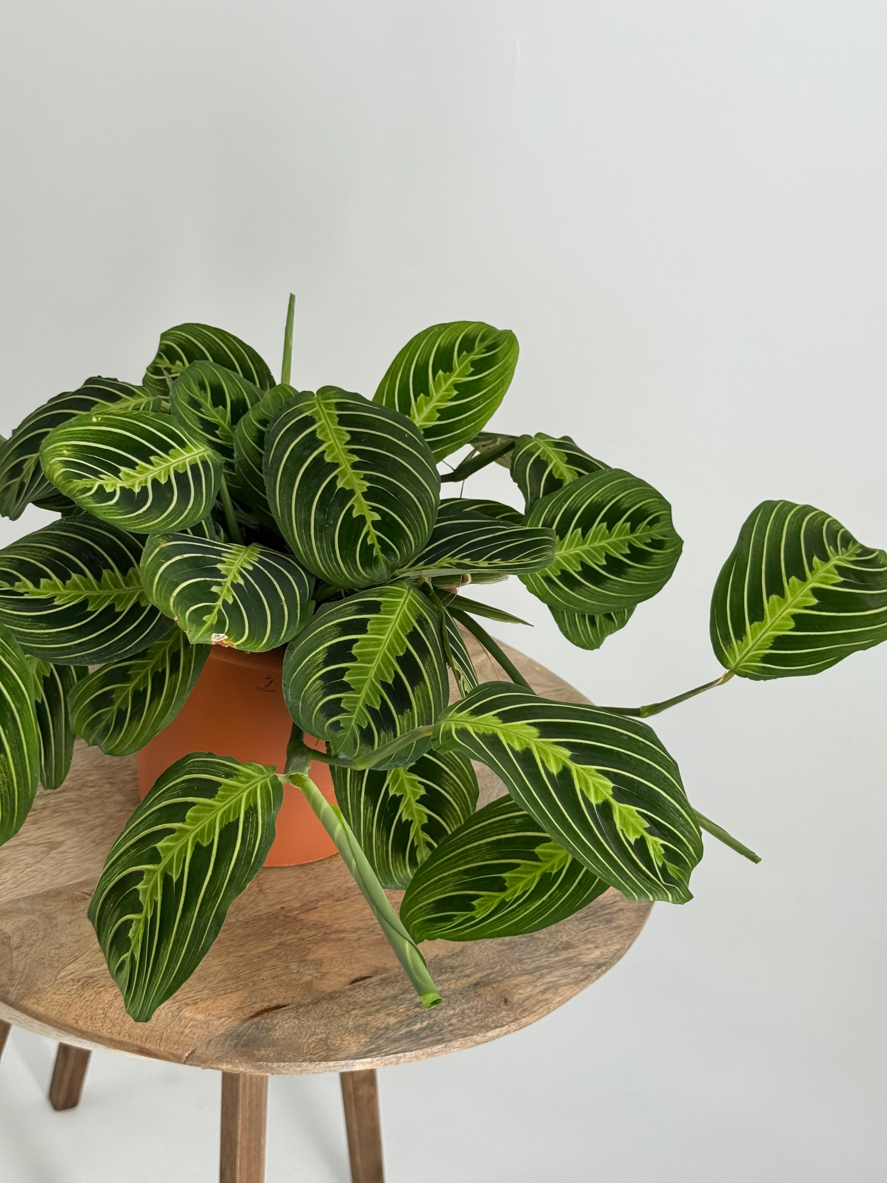 MARANTA MIX M15