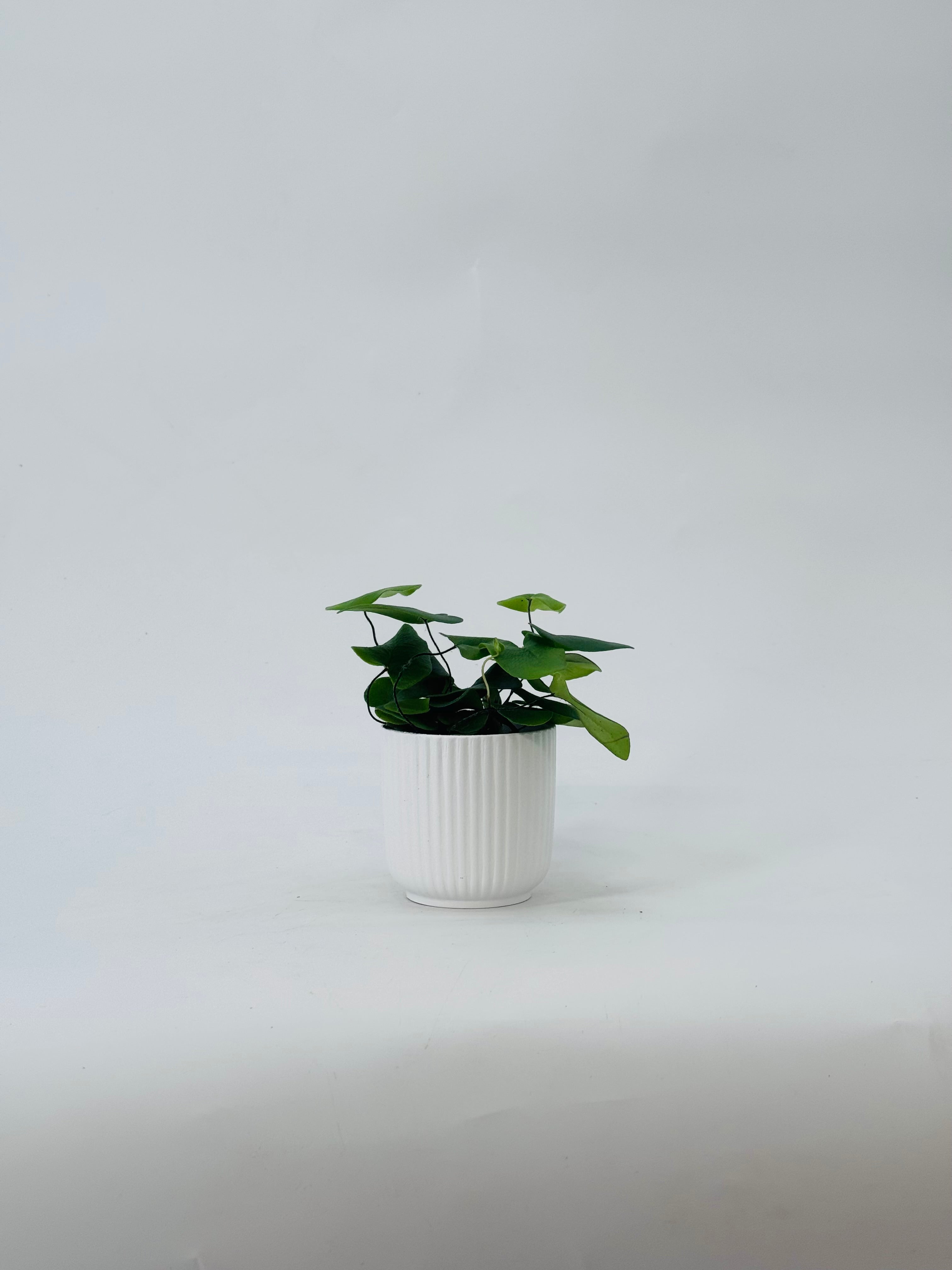 HEMIONITIS ARIFOLIA M7