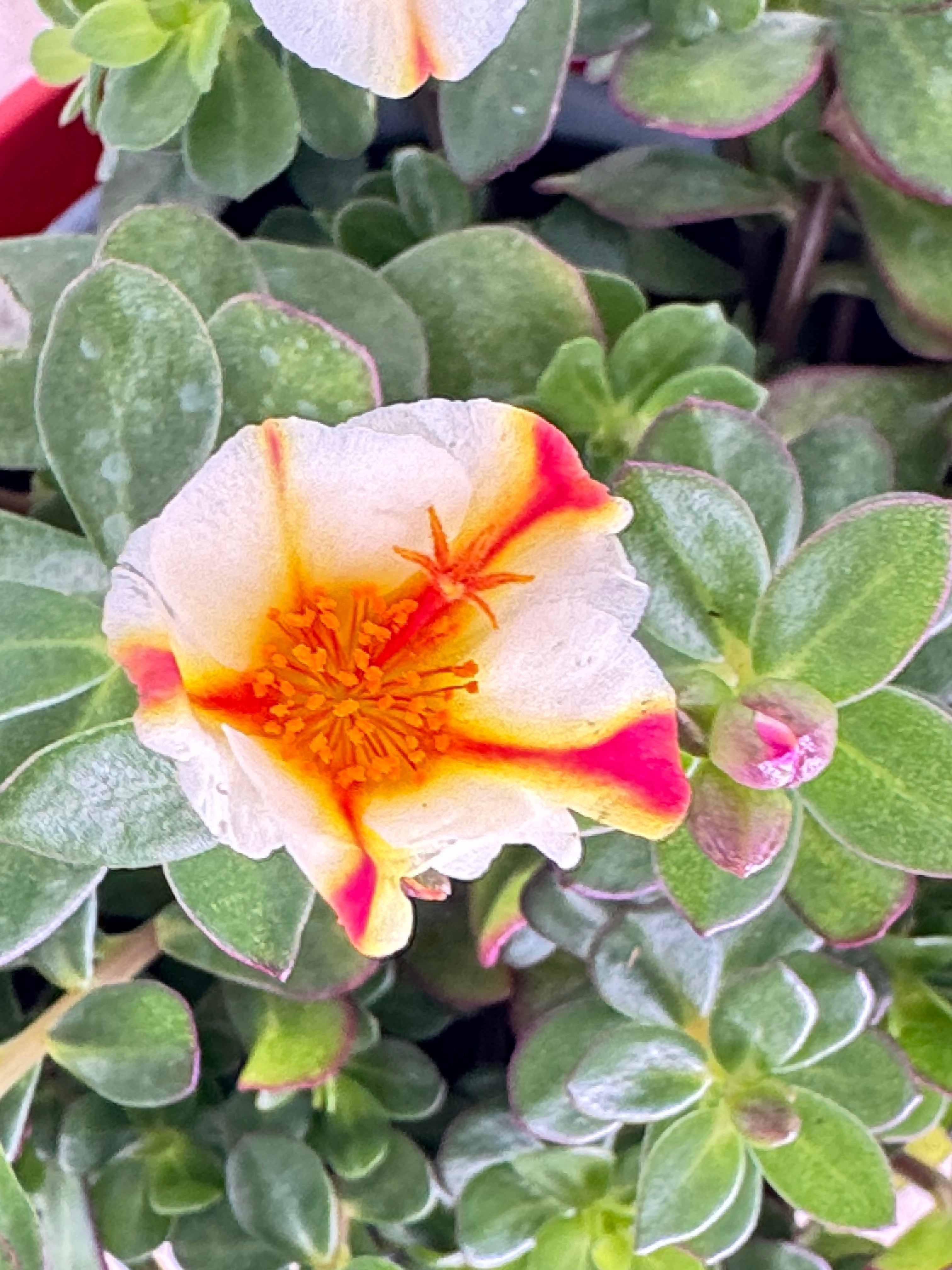 PORTULACA GRANDIFLORA M13