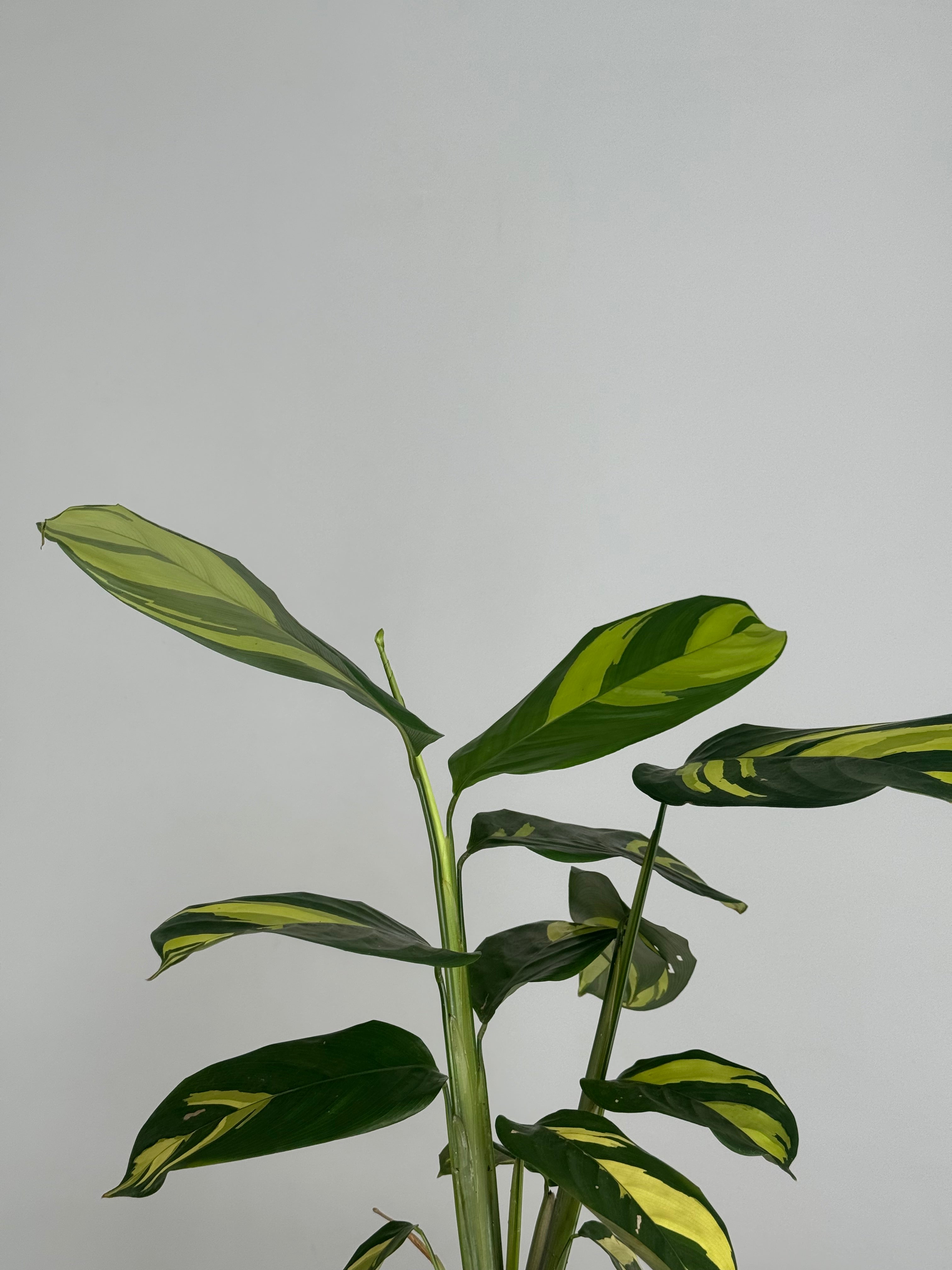 CALATHEA PILOSA M12