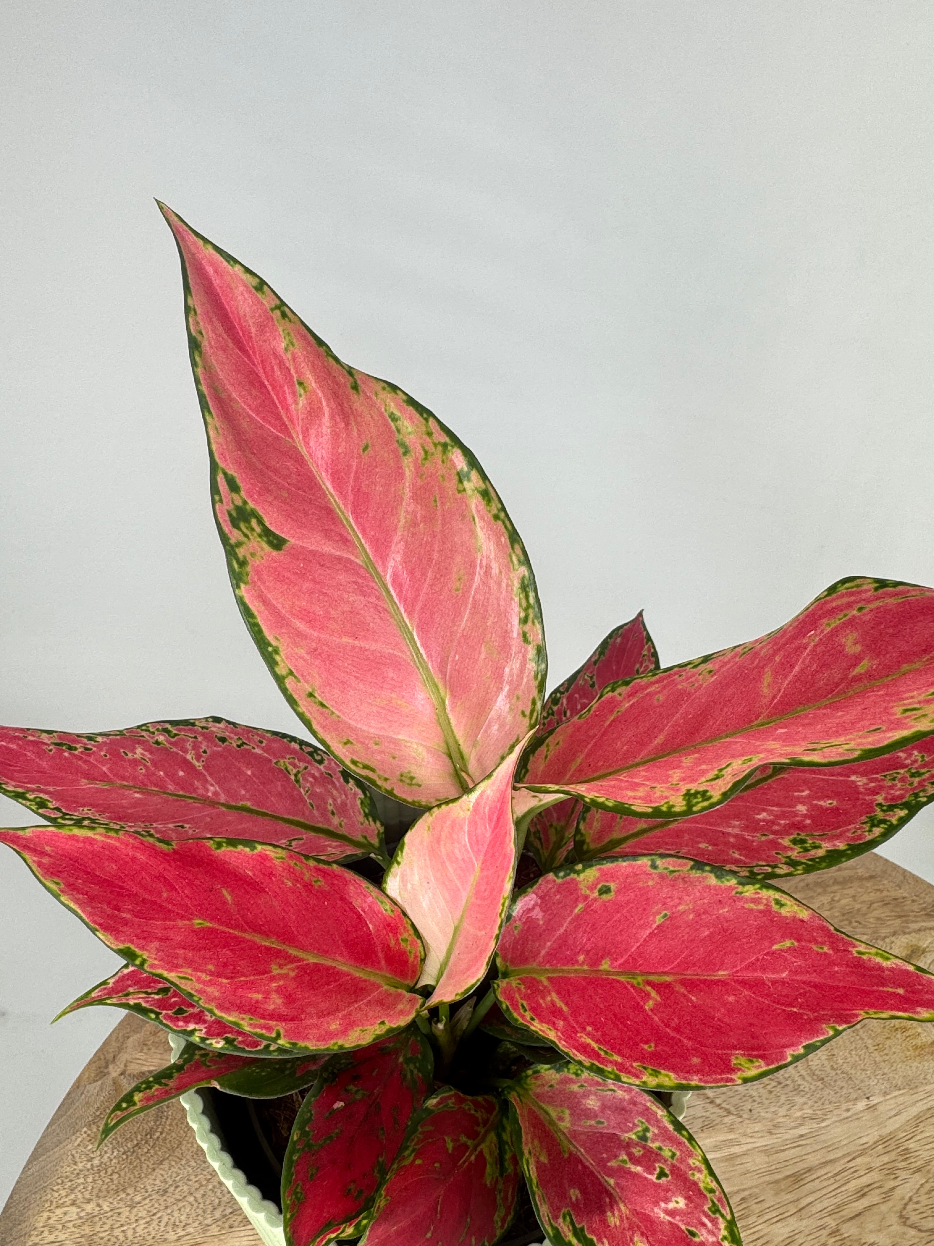 AGLAONEMA CHERRY BABY
