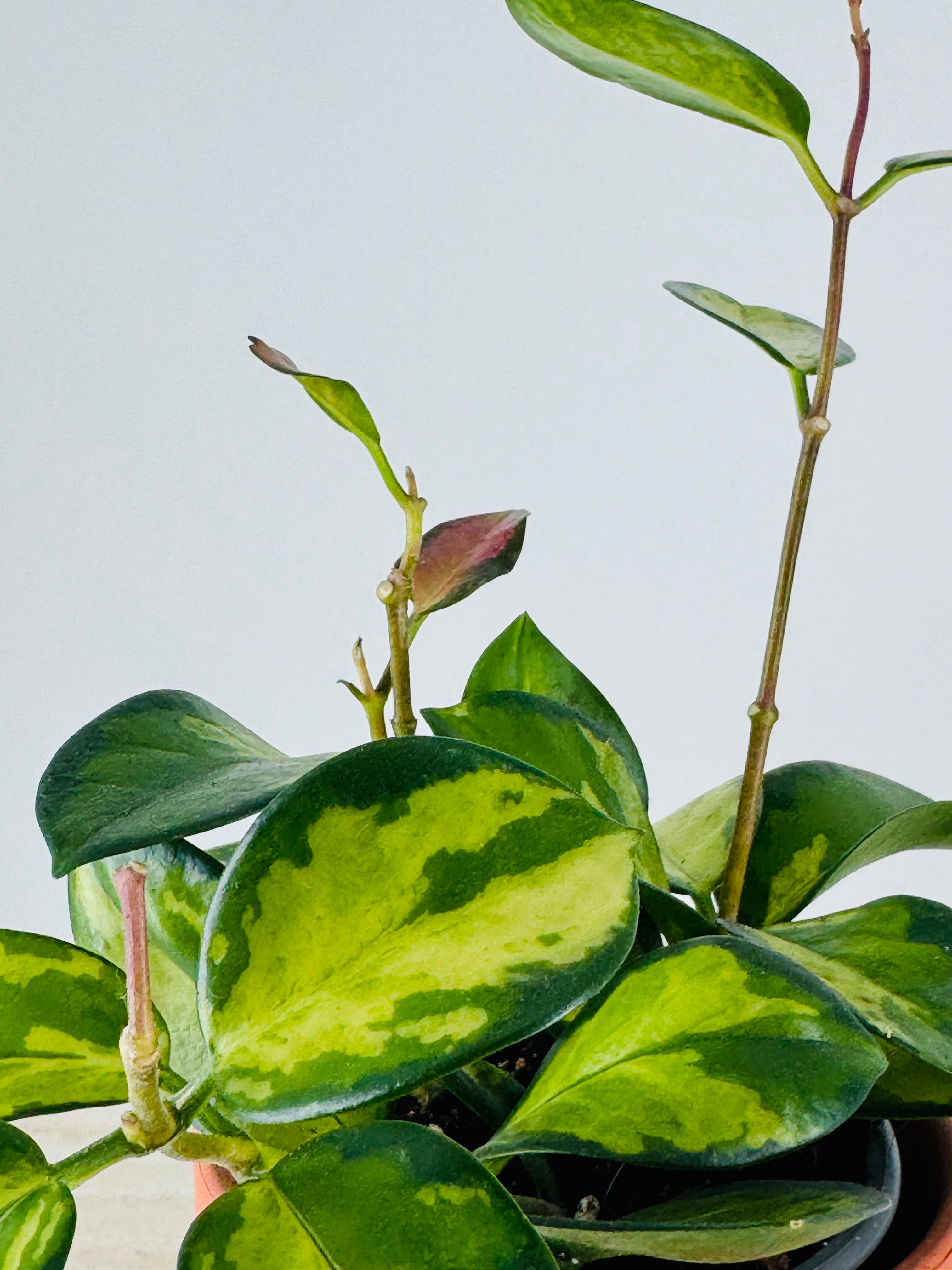HOYA CARNOSA TRICOLOR M9