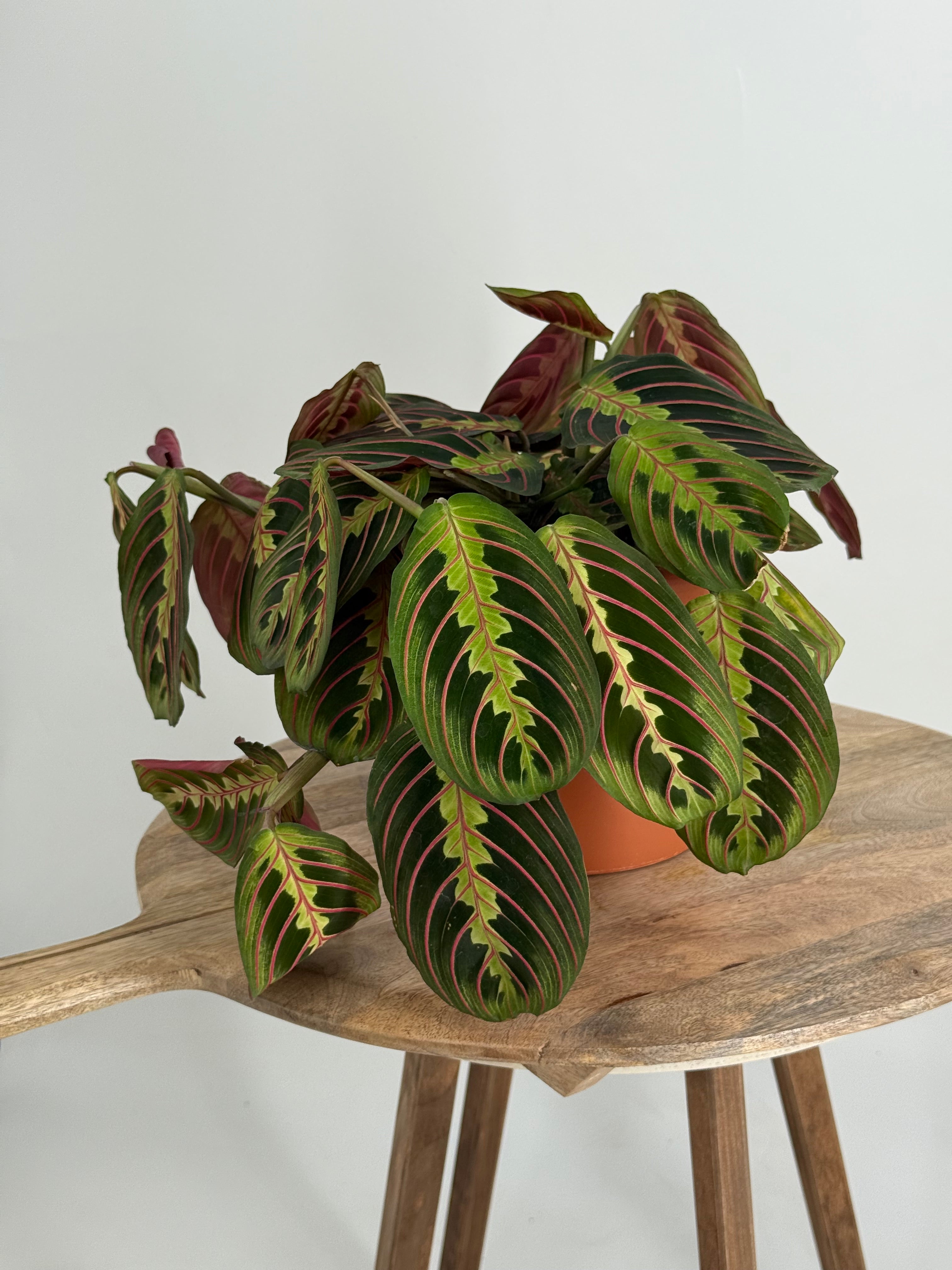 MARANTA MIX M15