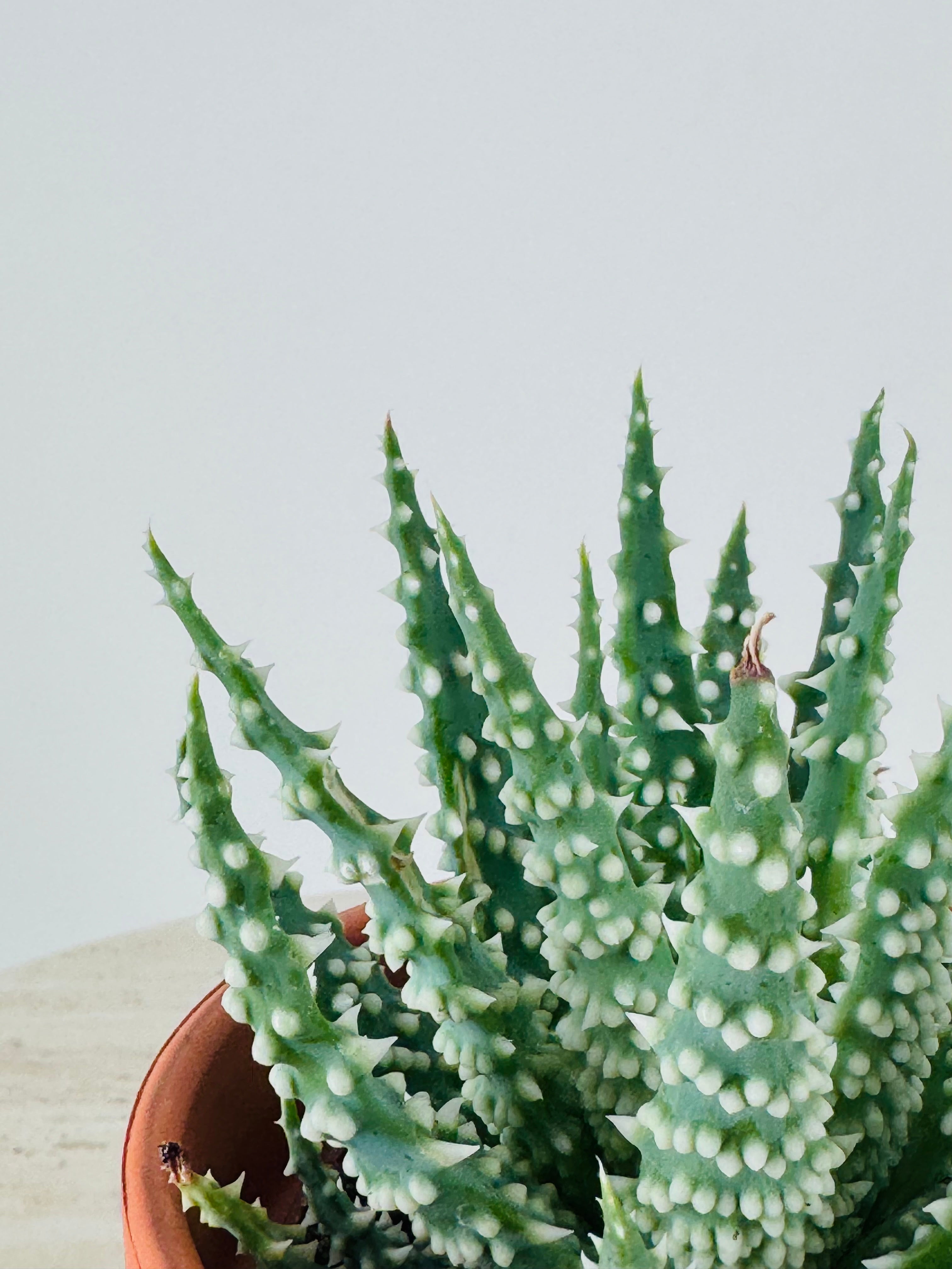 ALOE HUMILIS M8.5