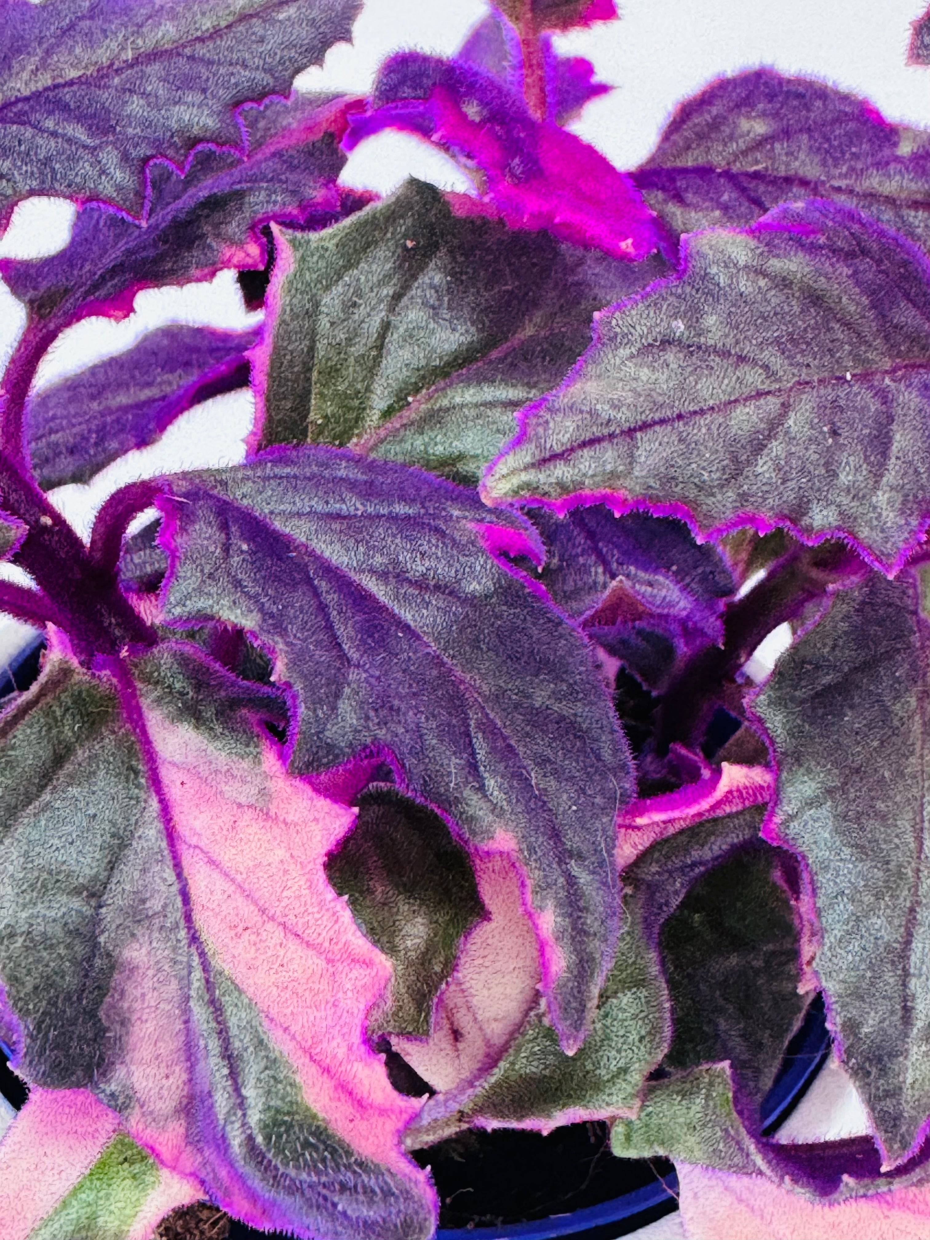 GYNURA VARIEGATA M7
