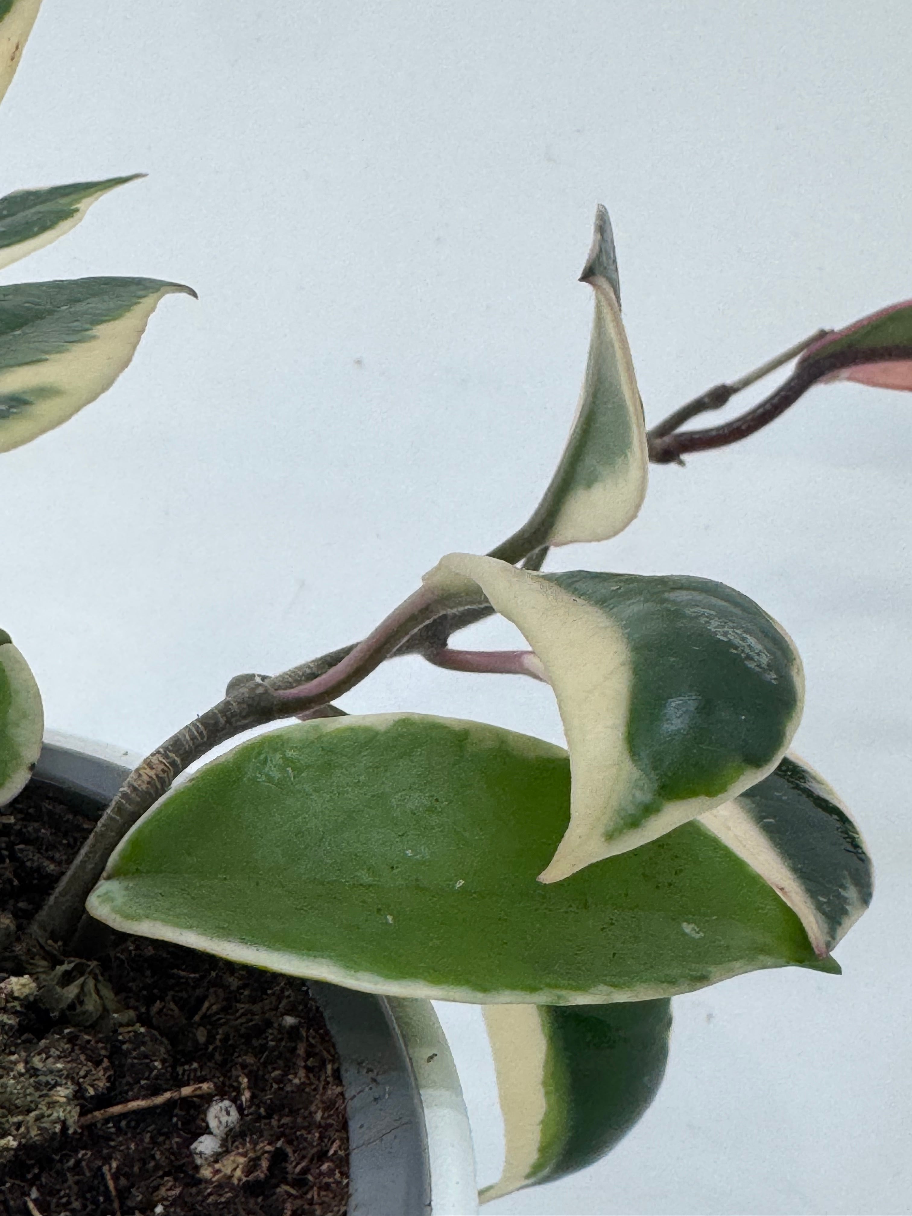 Hoya Flamingo Dream M12 con hojas carnosas verde oscuro, crema y rosadas en maceta.