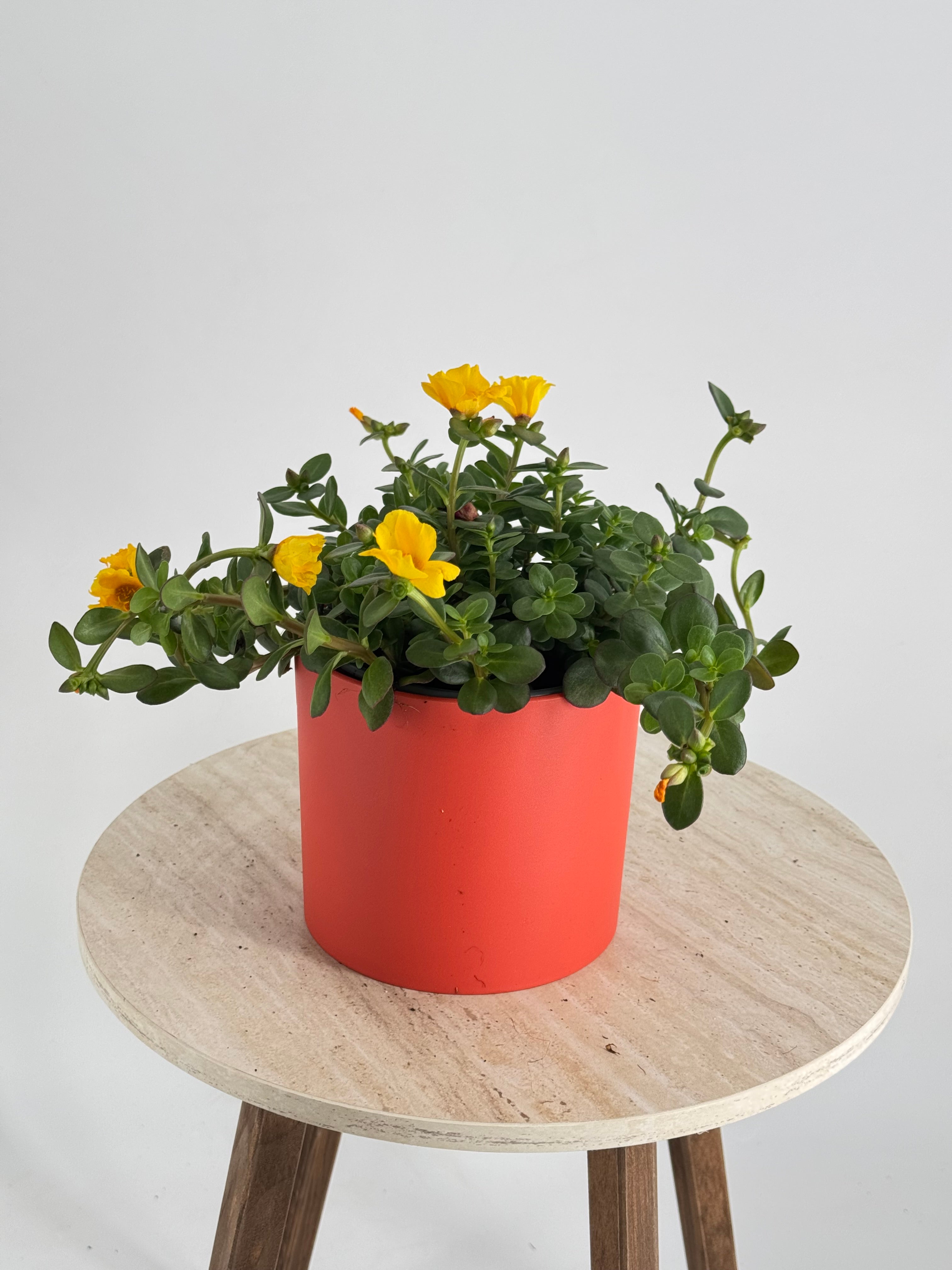 PORTULACA GRANDIFLORA M13